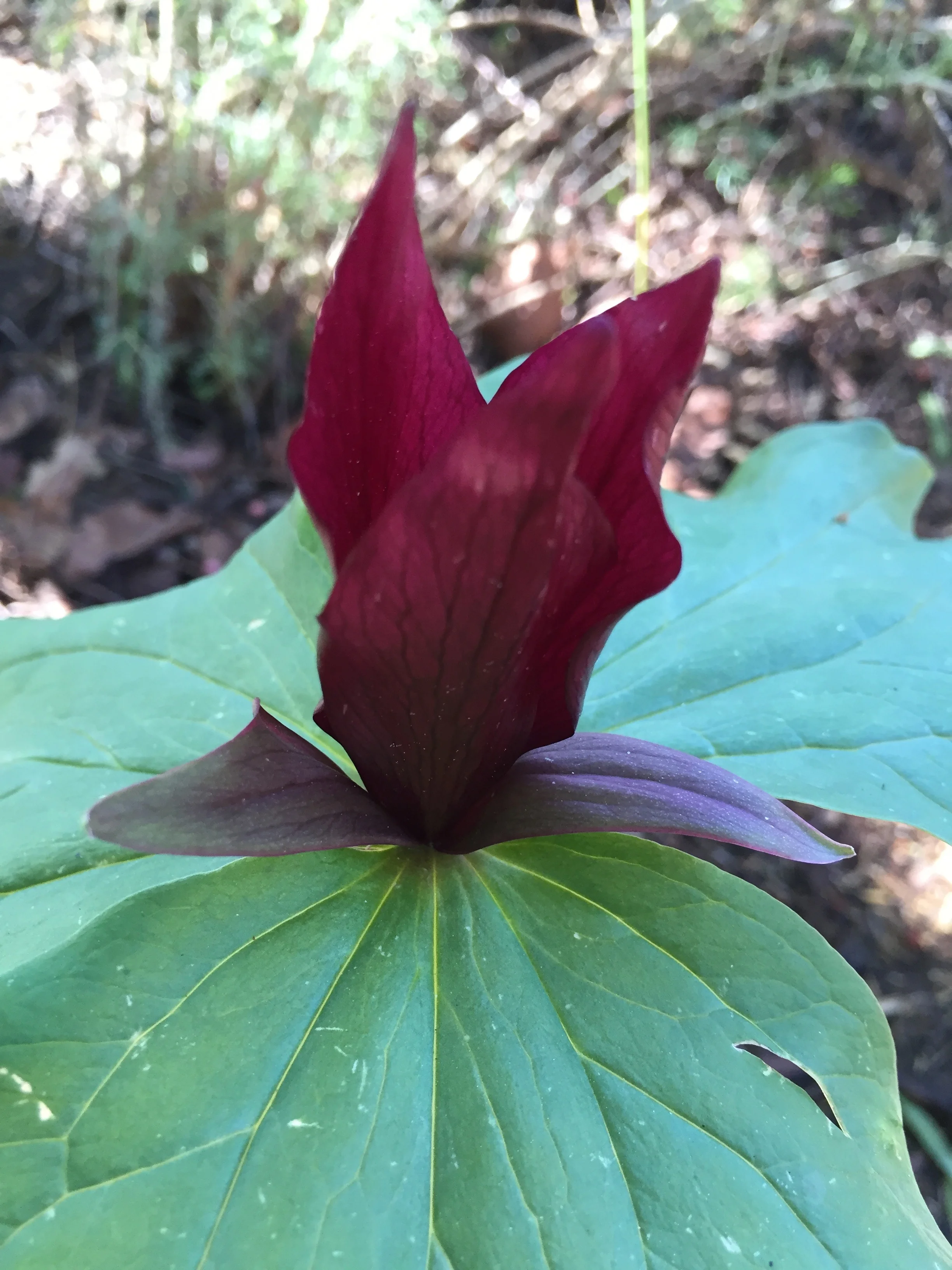 Trillium chloropetalum