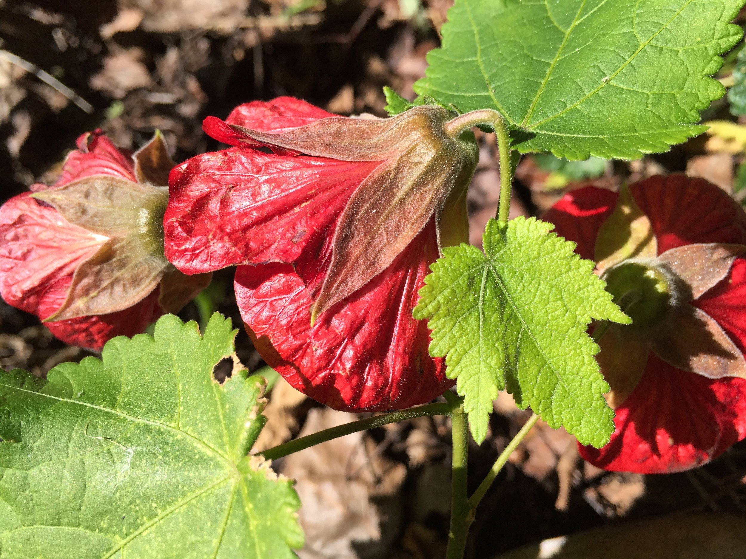 Abutilon hybridum 'Red Princess'