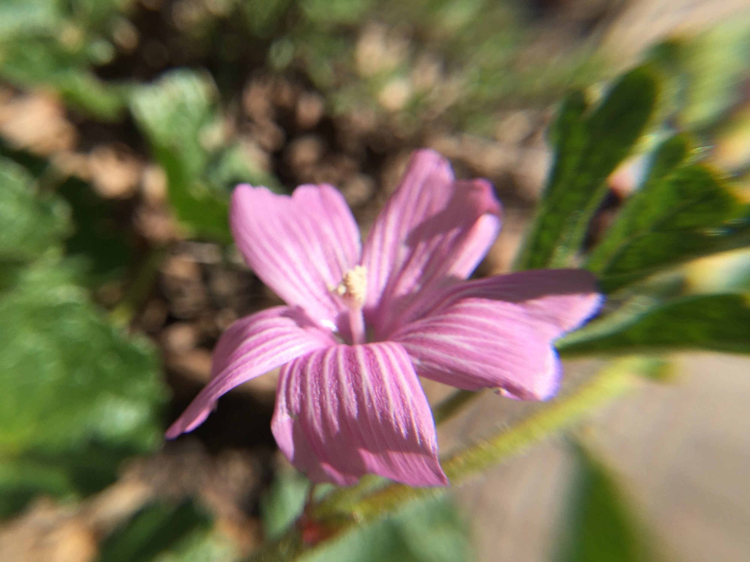 Sidalica malviflora Checkerbloom