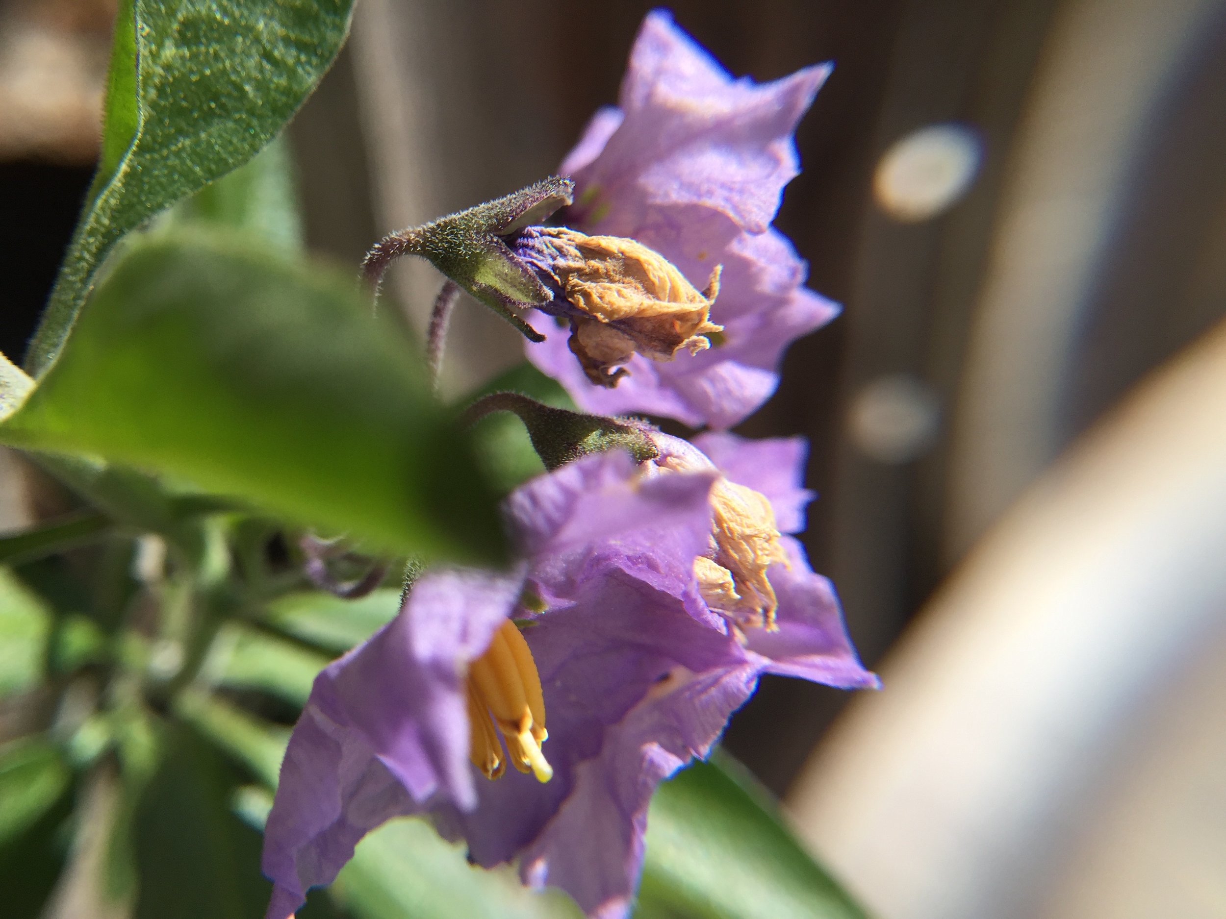 Solanium xanti Purple Nightshade