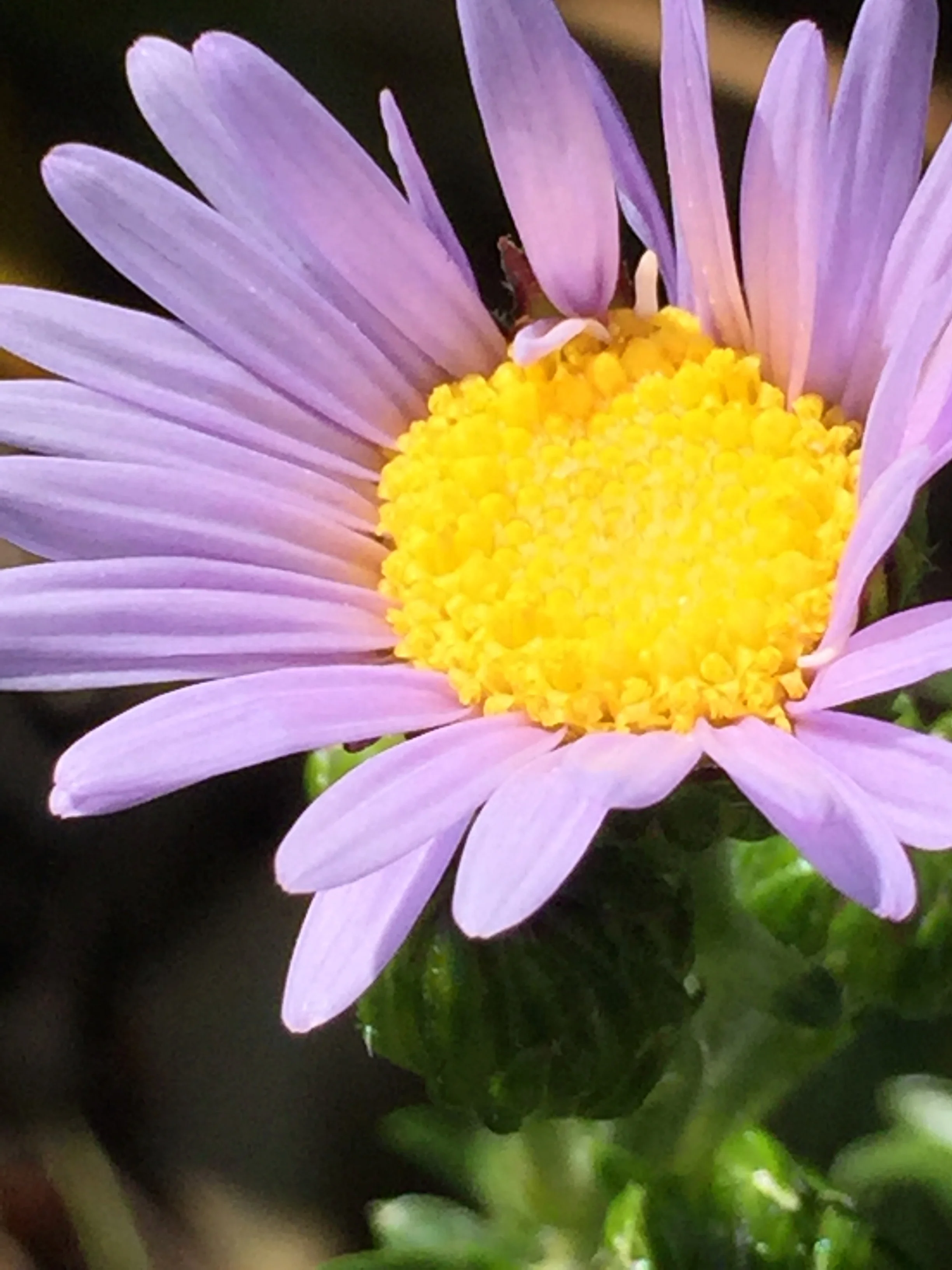 Felicia echinata