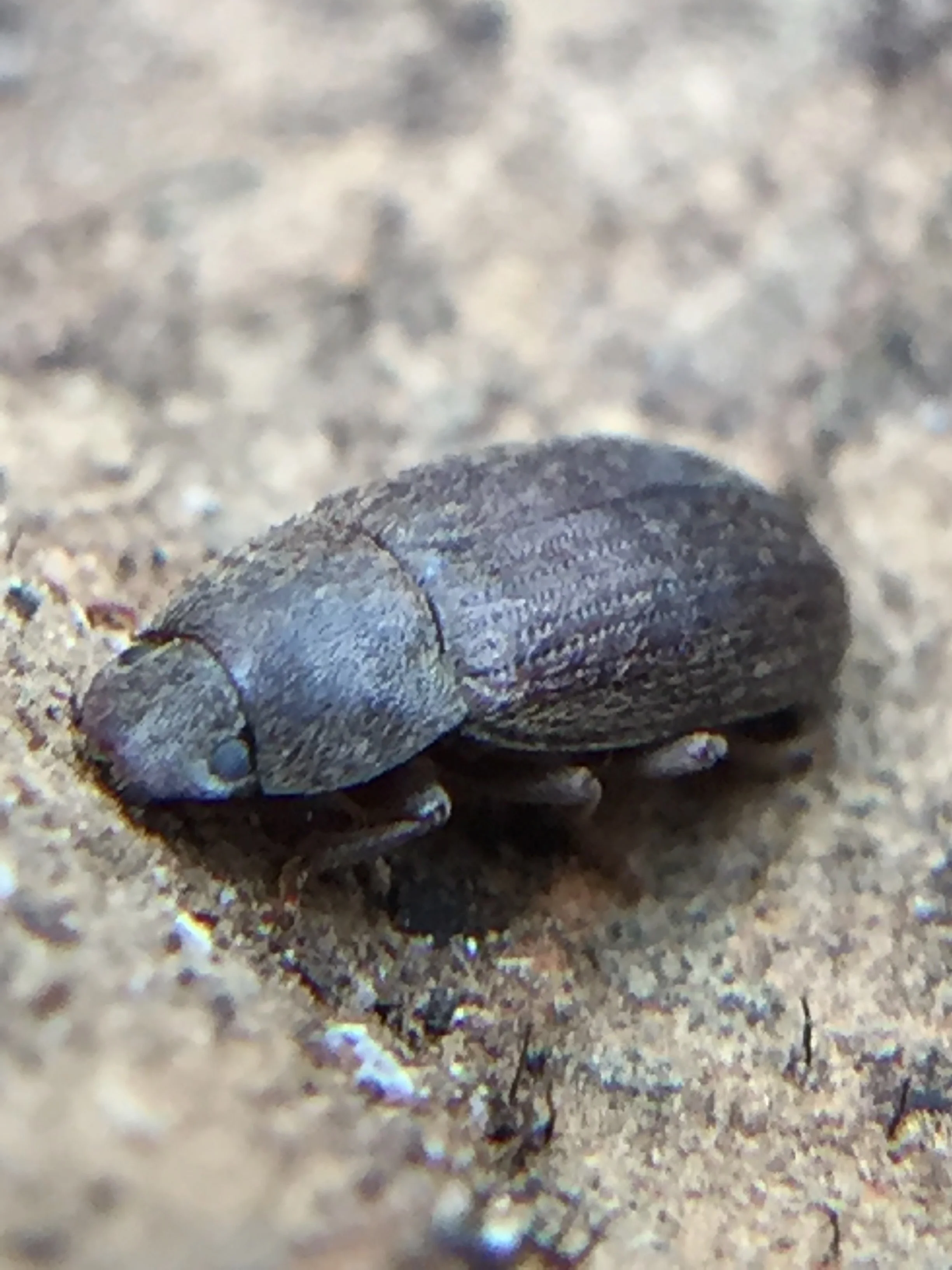 I've no idea what kind of beetle this is.