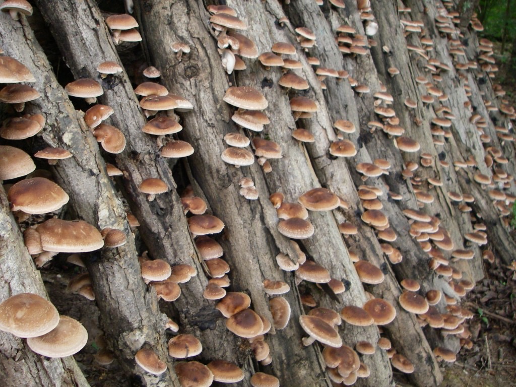 image credit: Sharondale Mushroom Farm