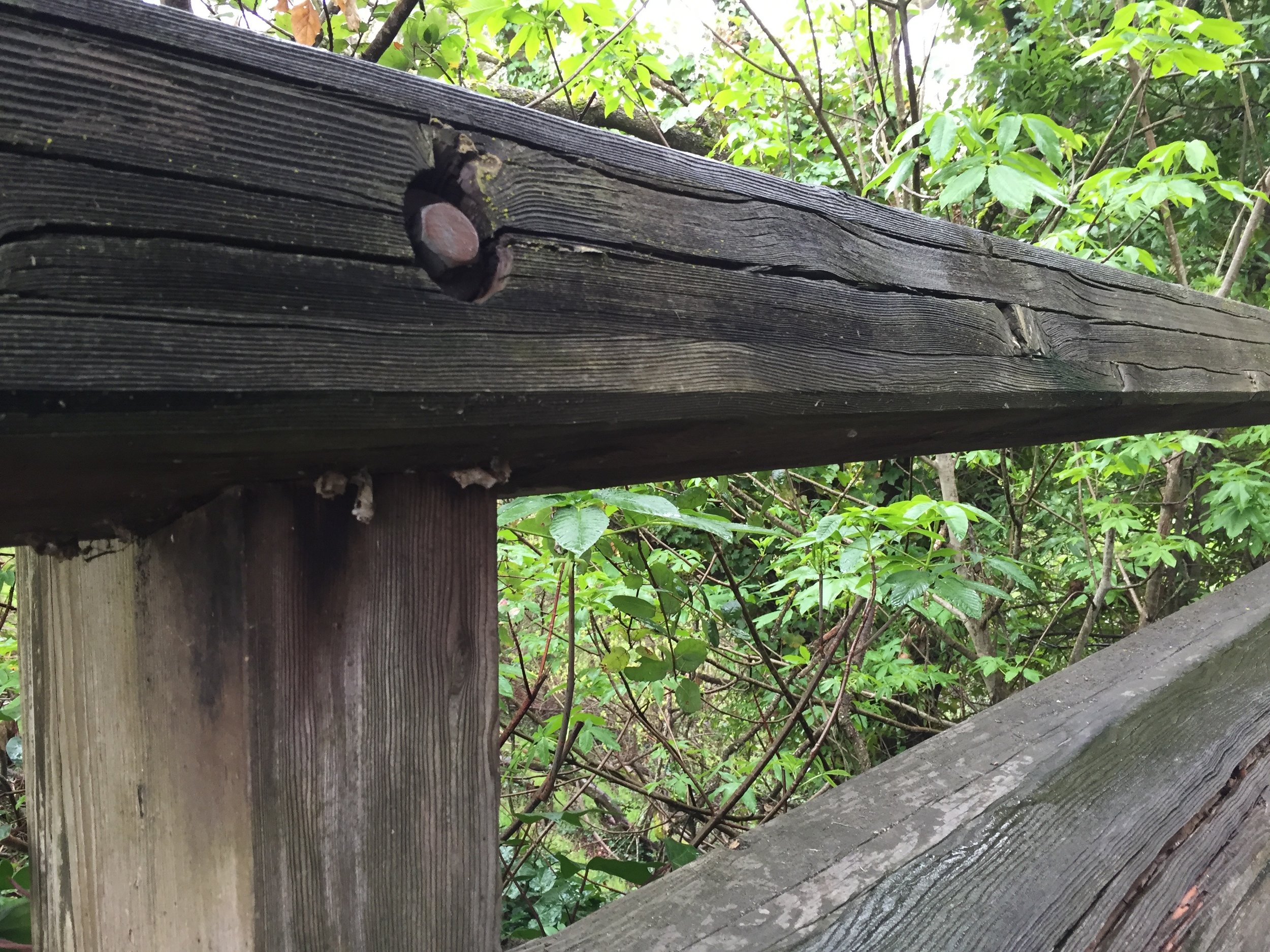 This is the bridge fence top rail; you can see some empty cocoons hanging down.