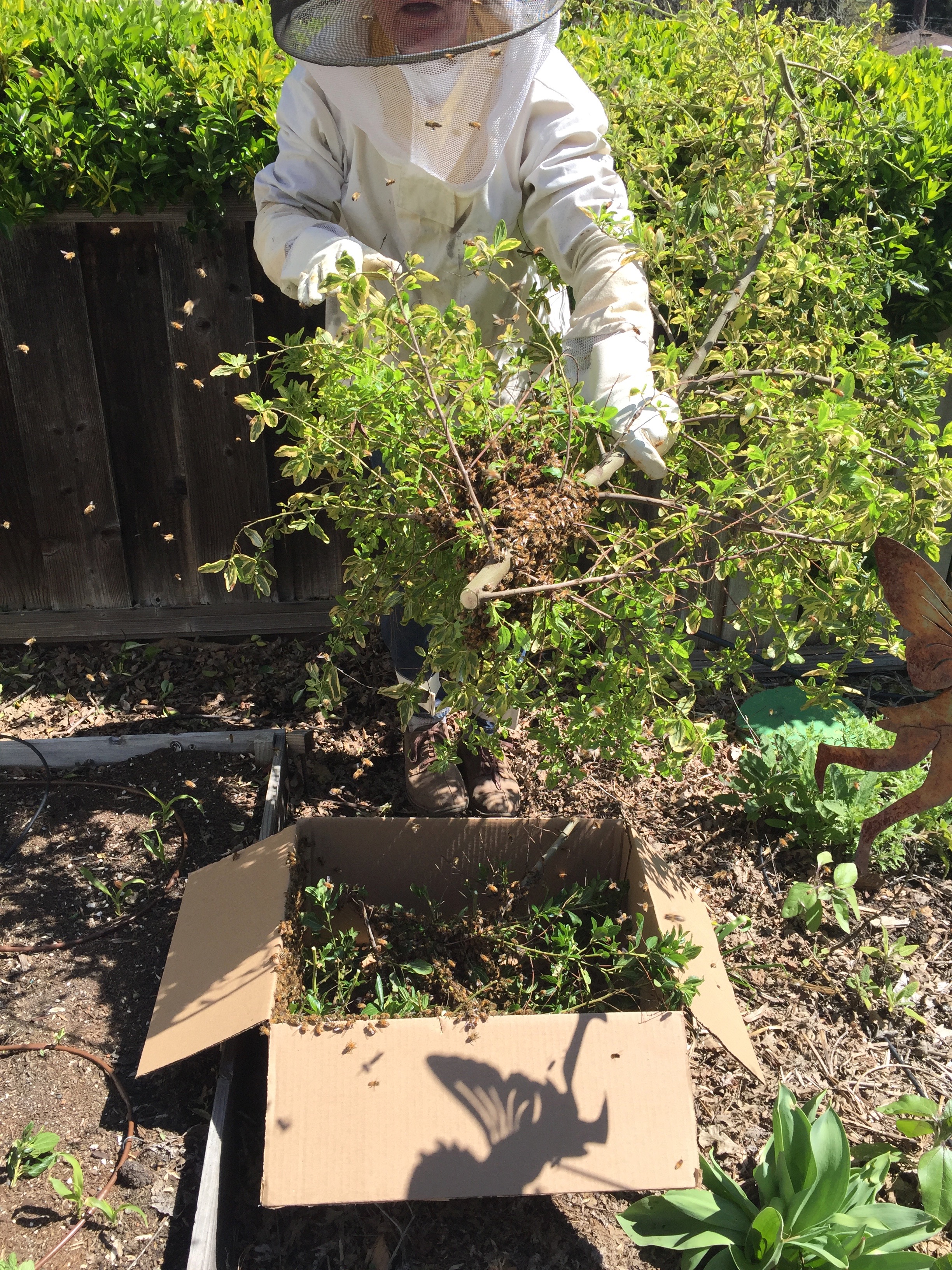 Dad just shook the bees off this branch - there was another smaller clump in another spot.