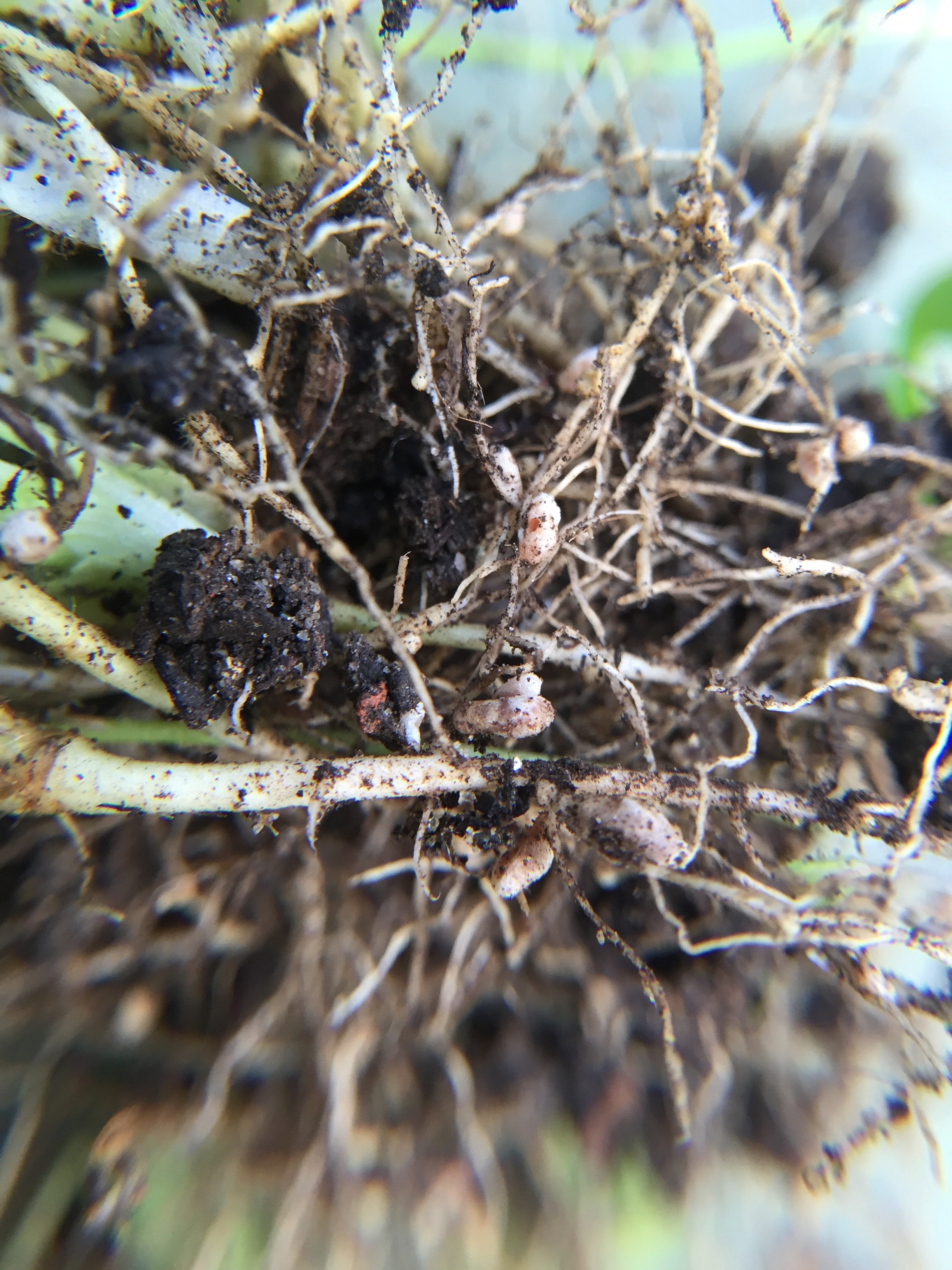 Nitrogen nodules on the roots of the clover
