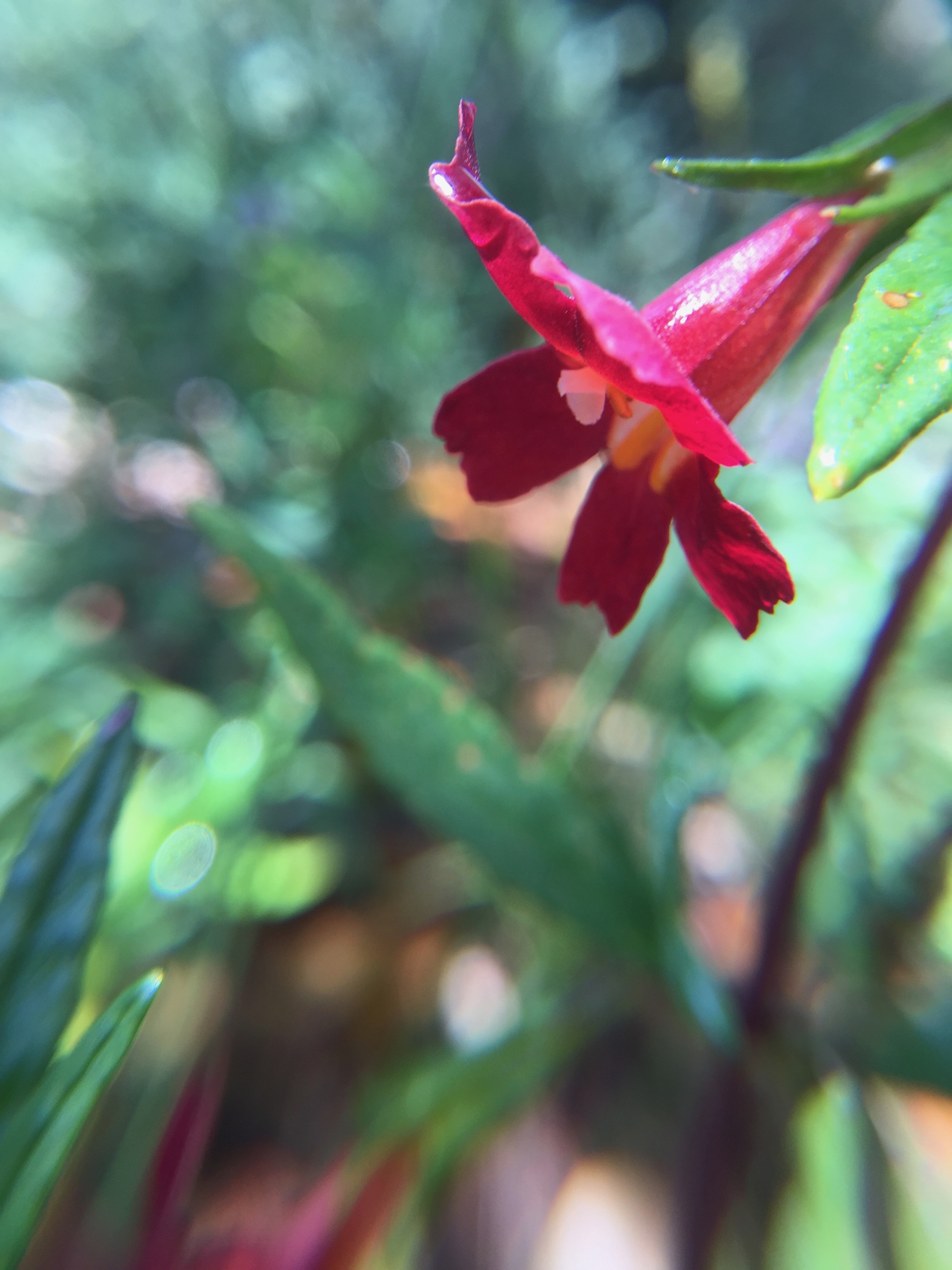 Sticky Monkey Flower