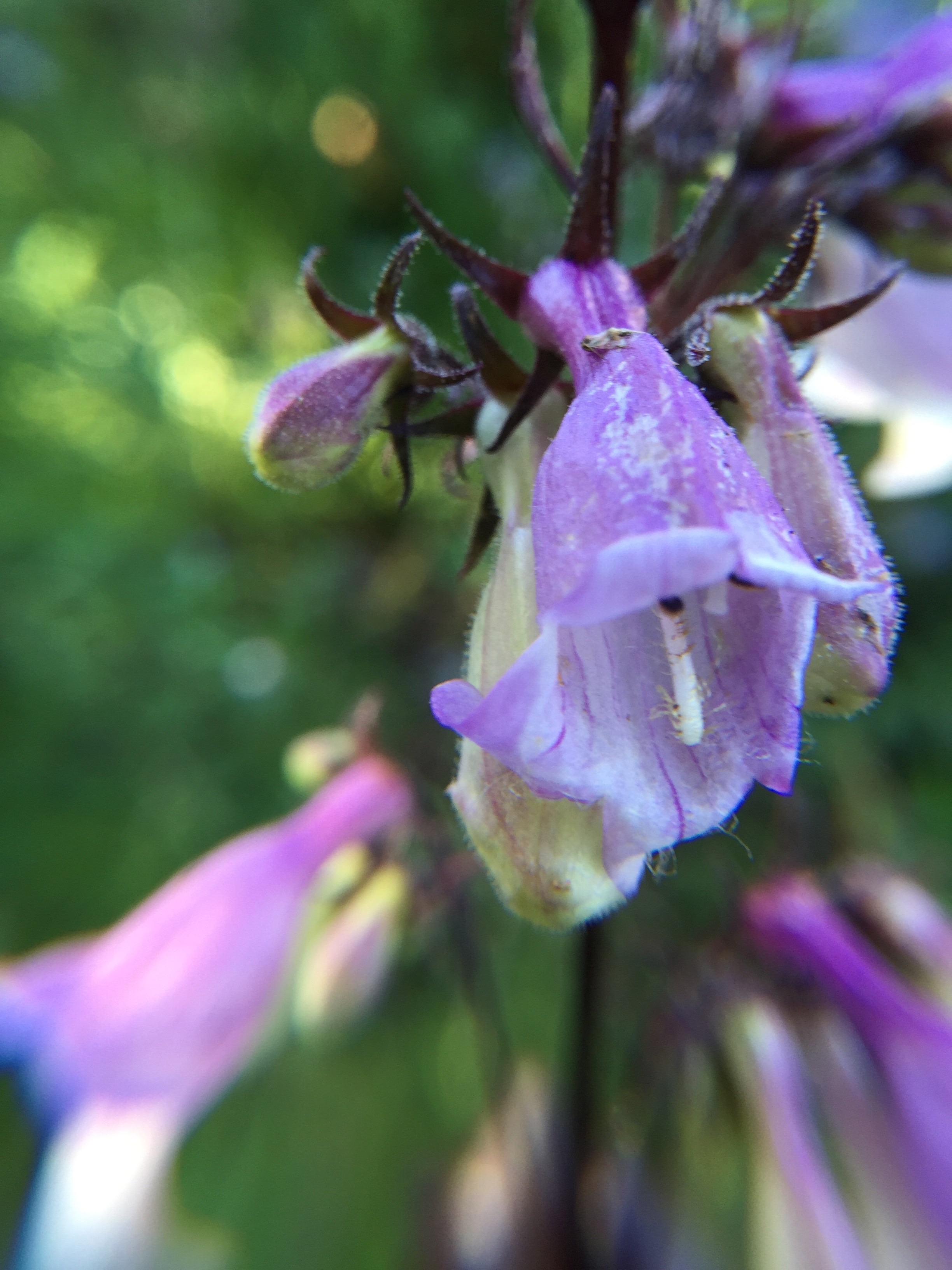 Penstemon