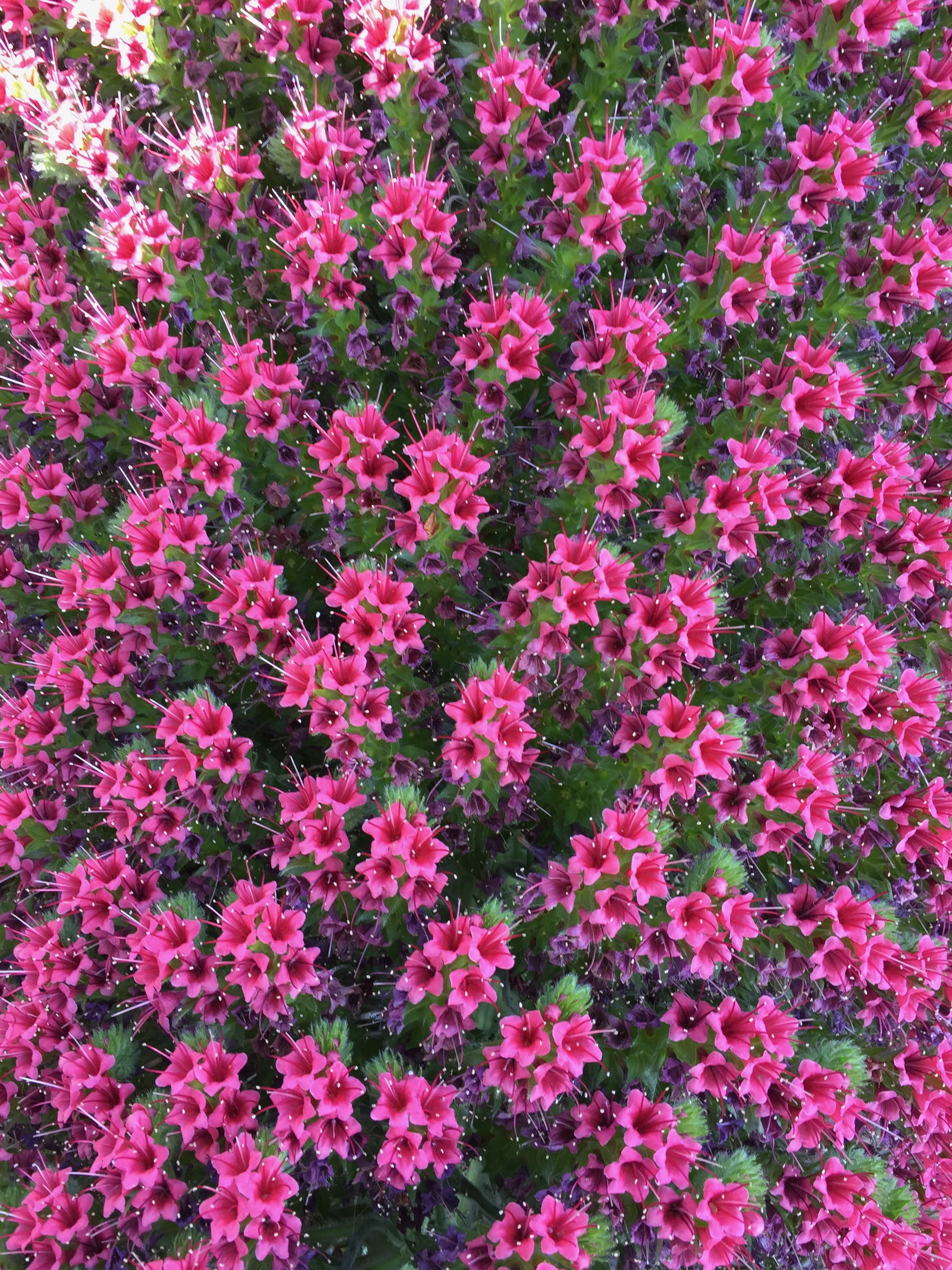Echium