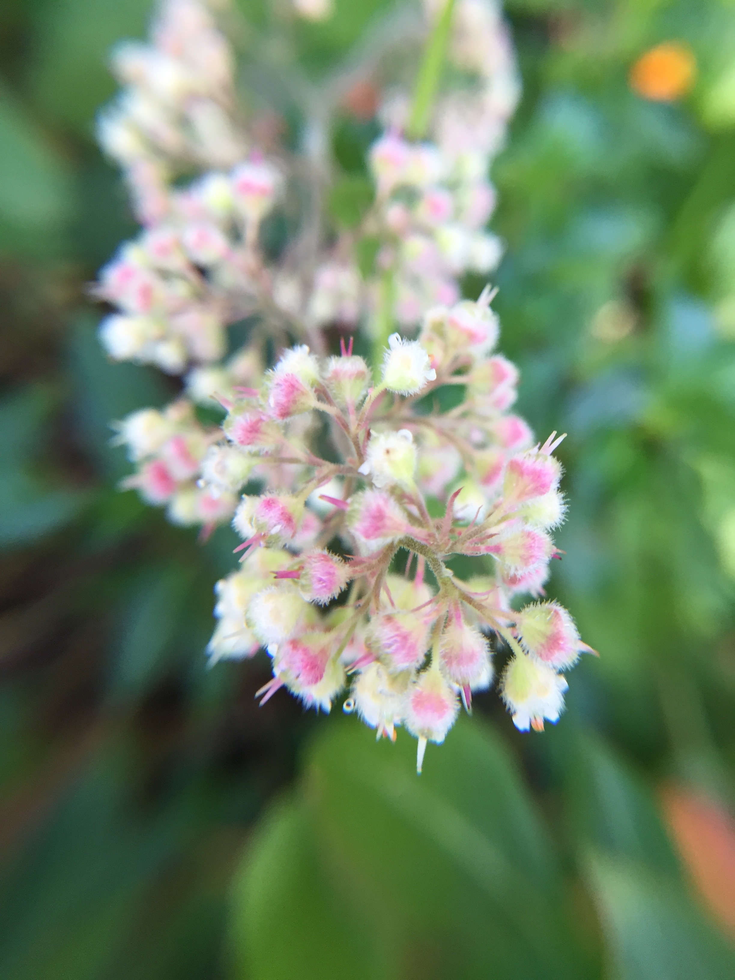 Coral Bells