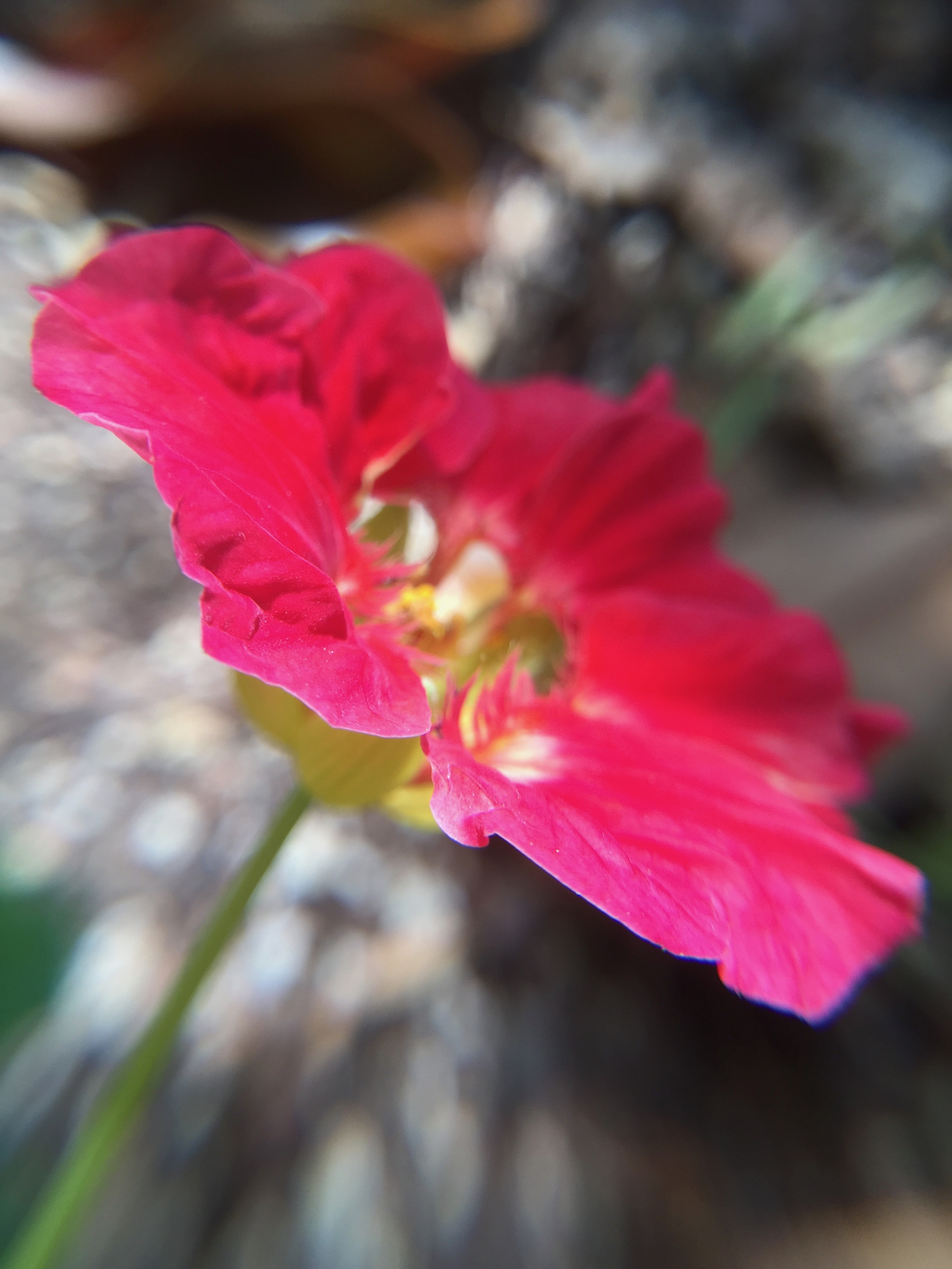 Nasturtium