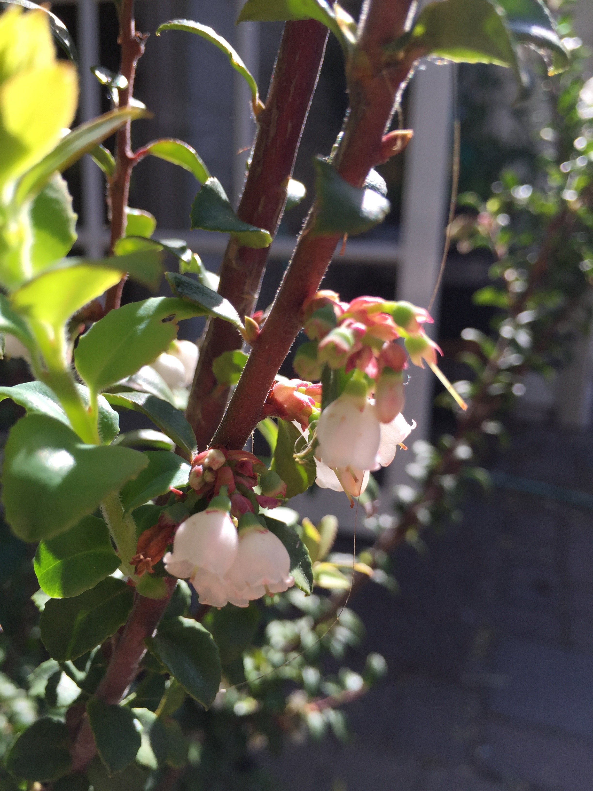 Huckleberry