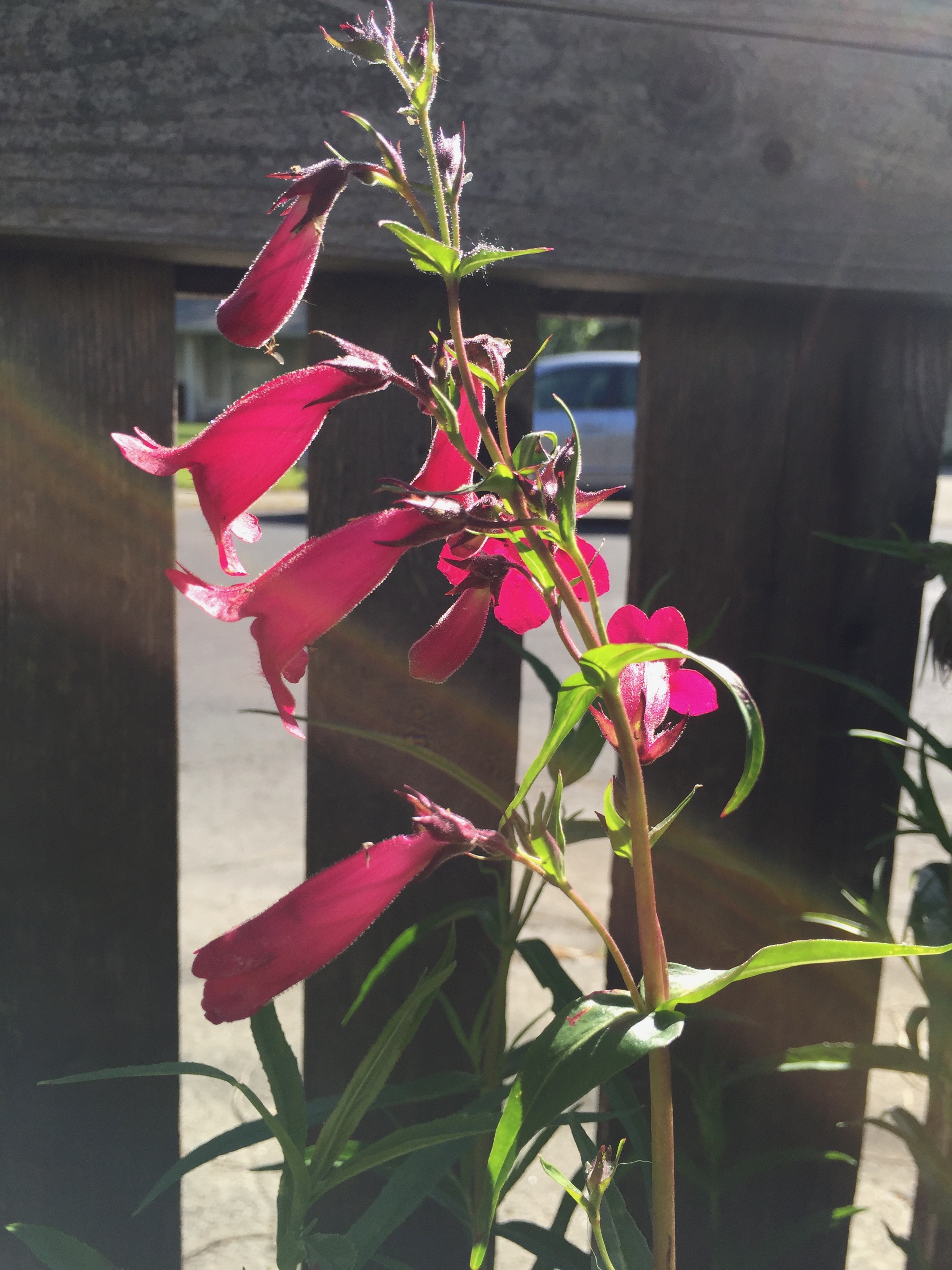 Penstemon