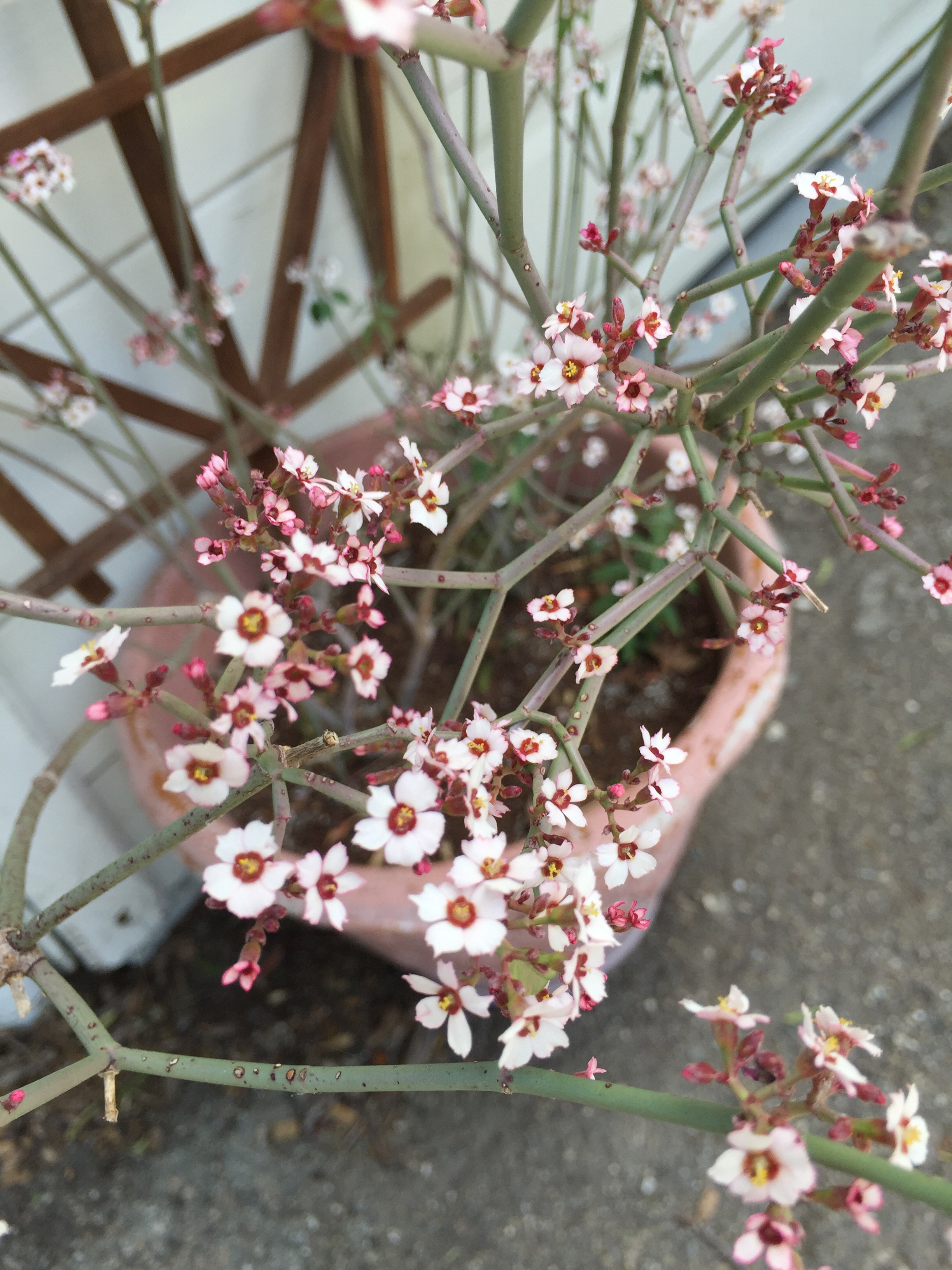 Euphorbia