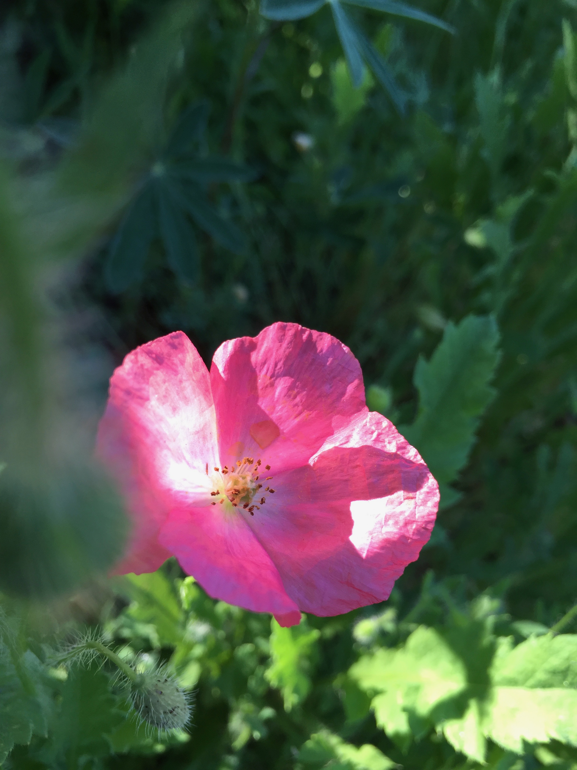 Poppy