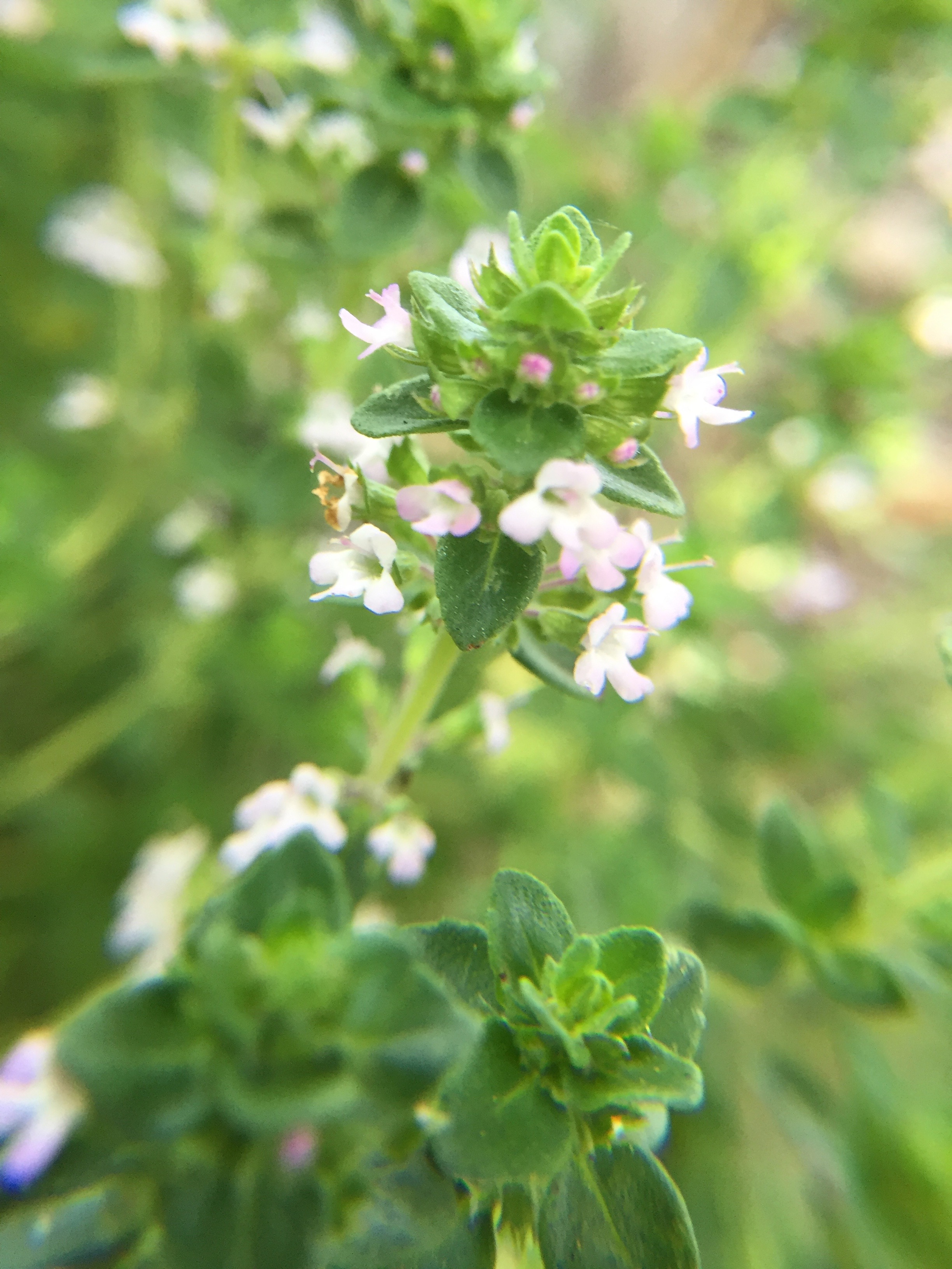 Oregano