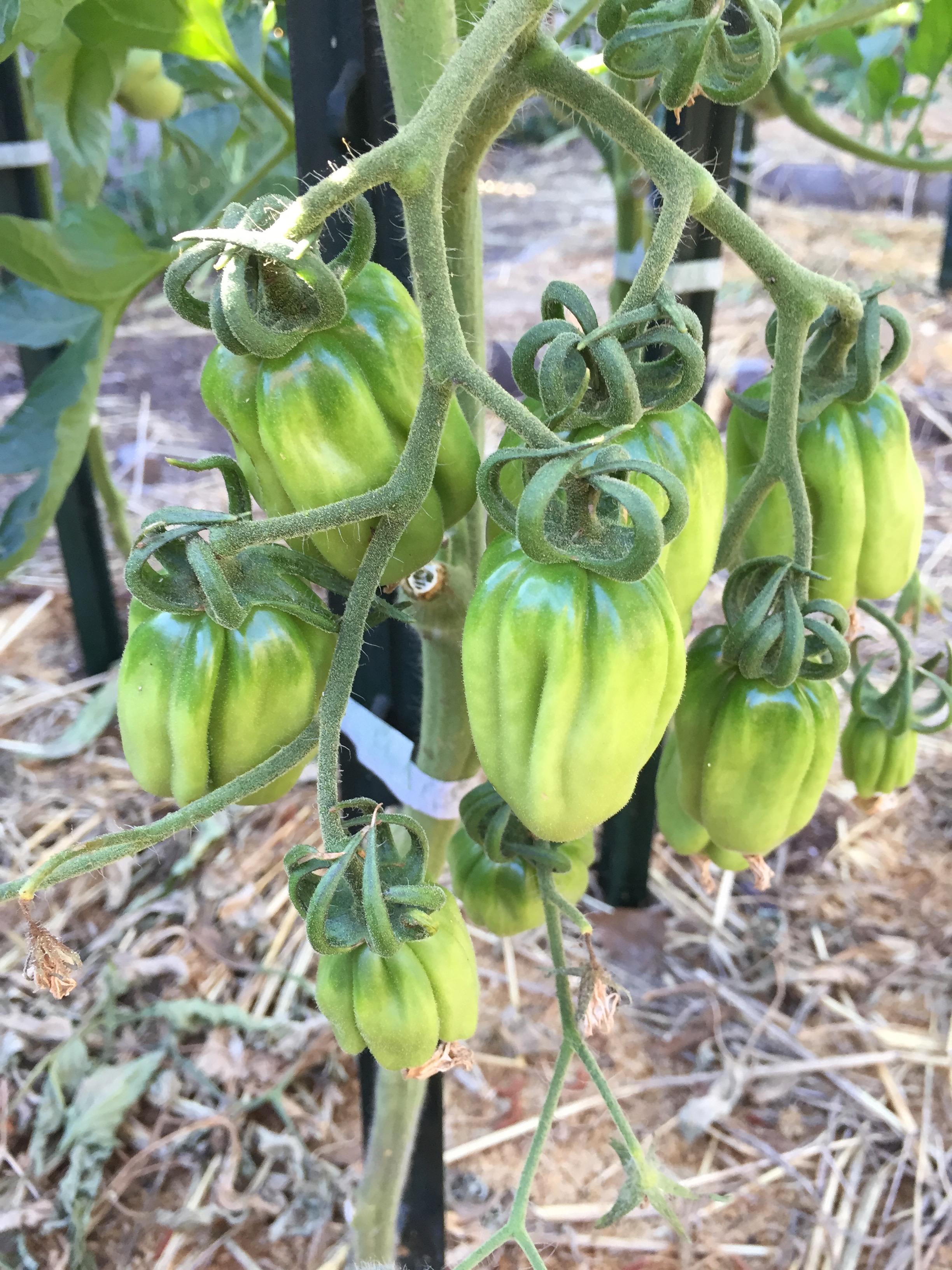 'Gezahnte'