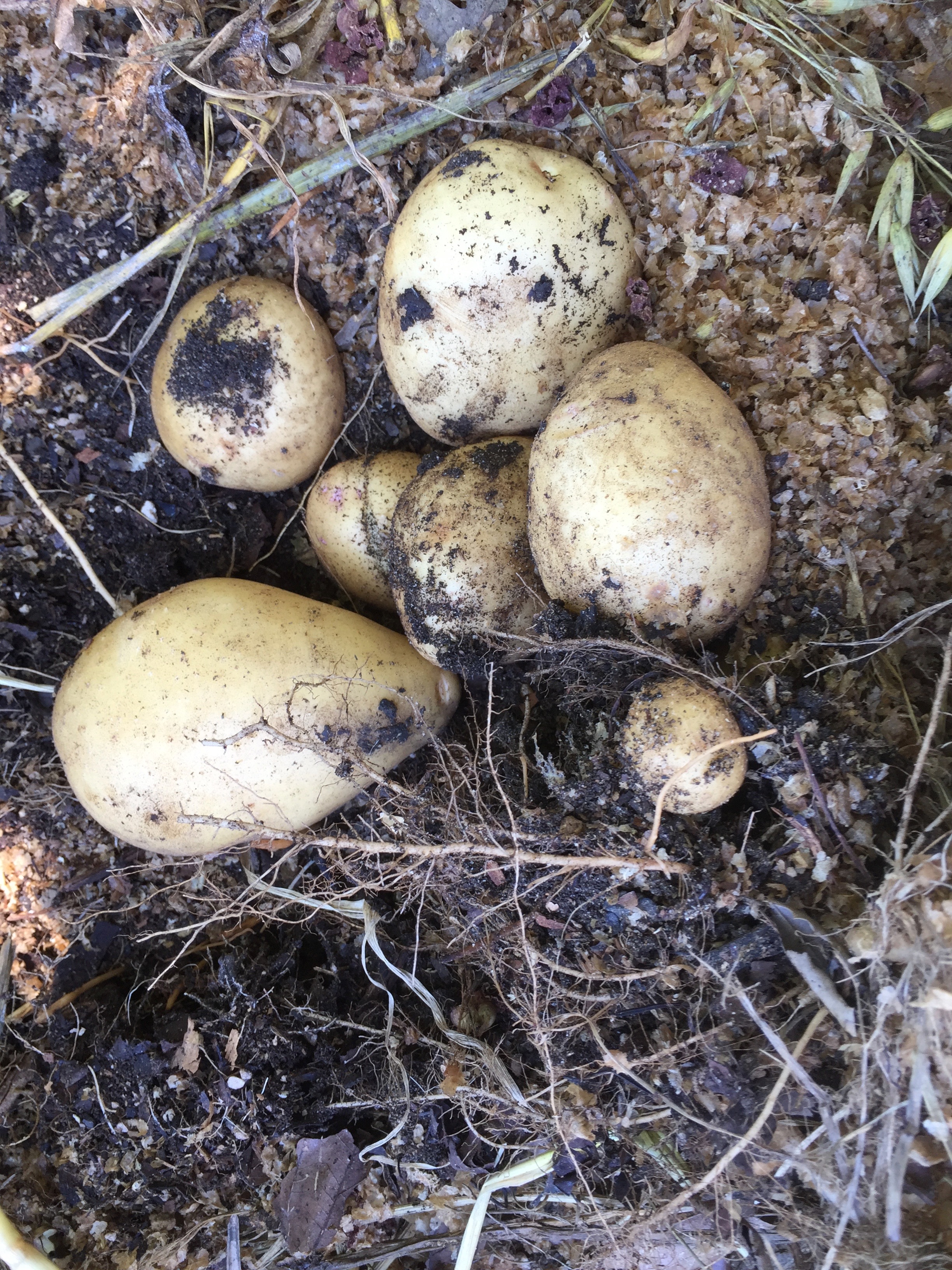 'Yukon Gold'