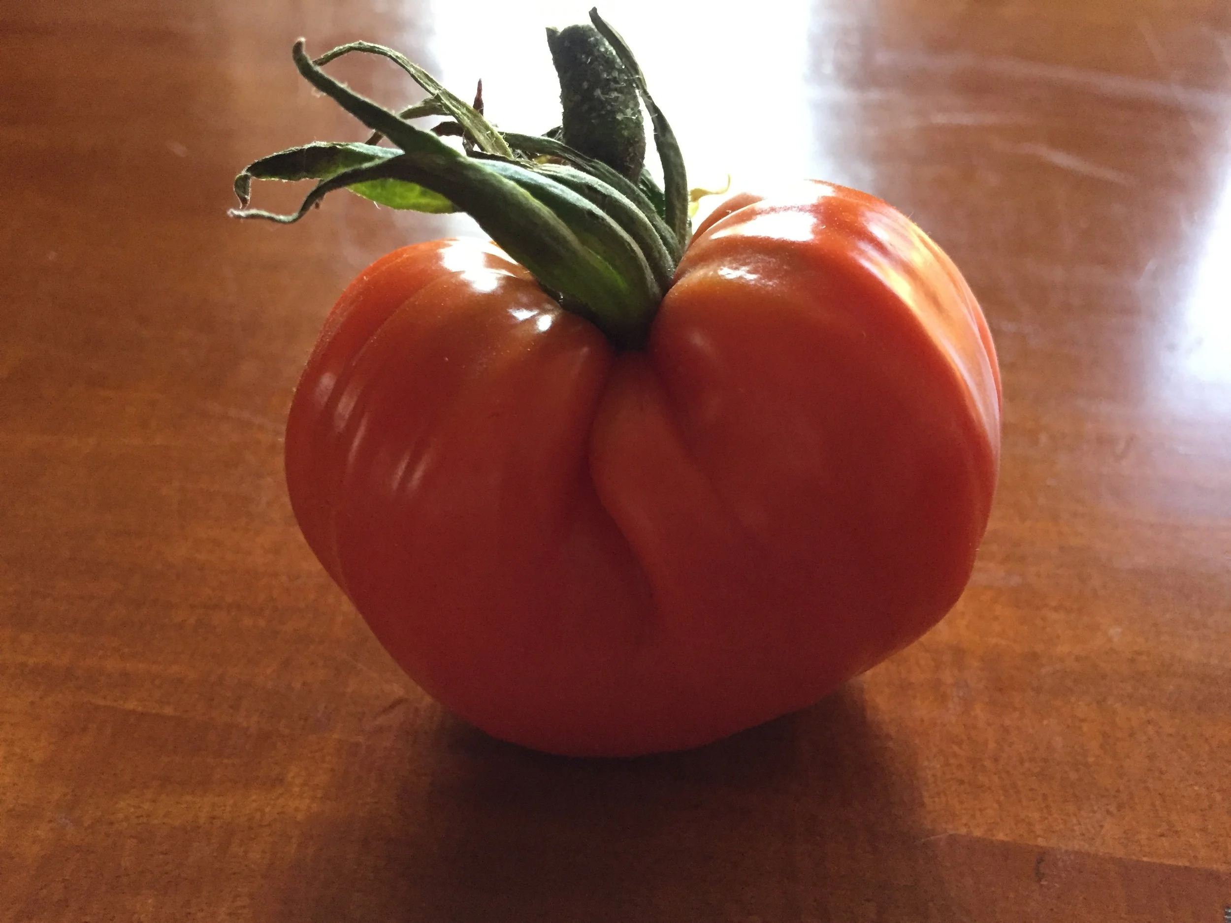 Our first ripe slicing tomato