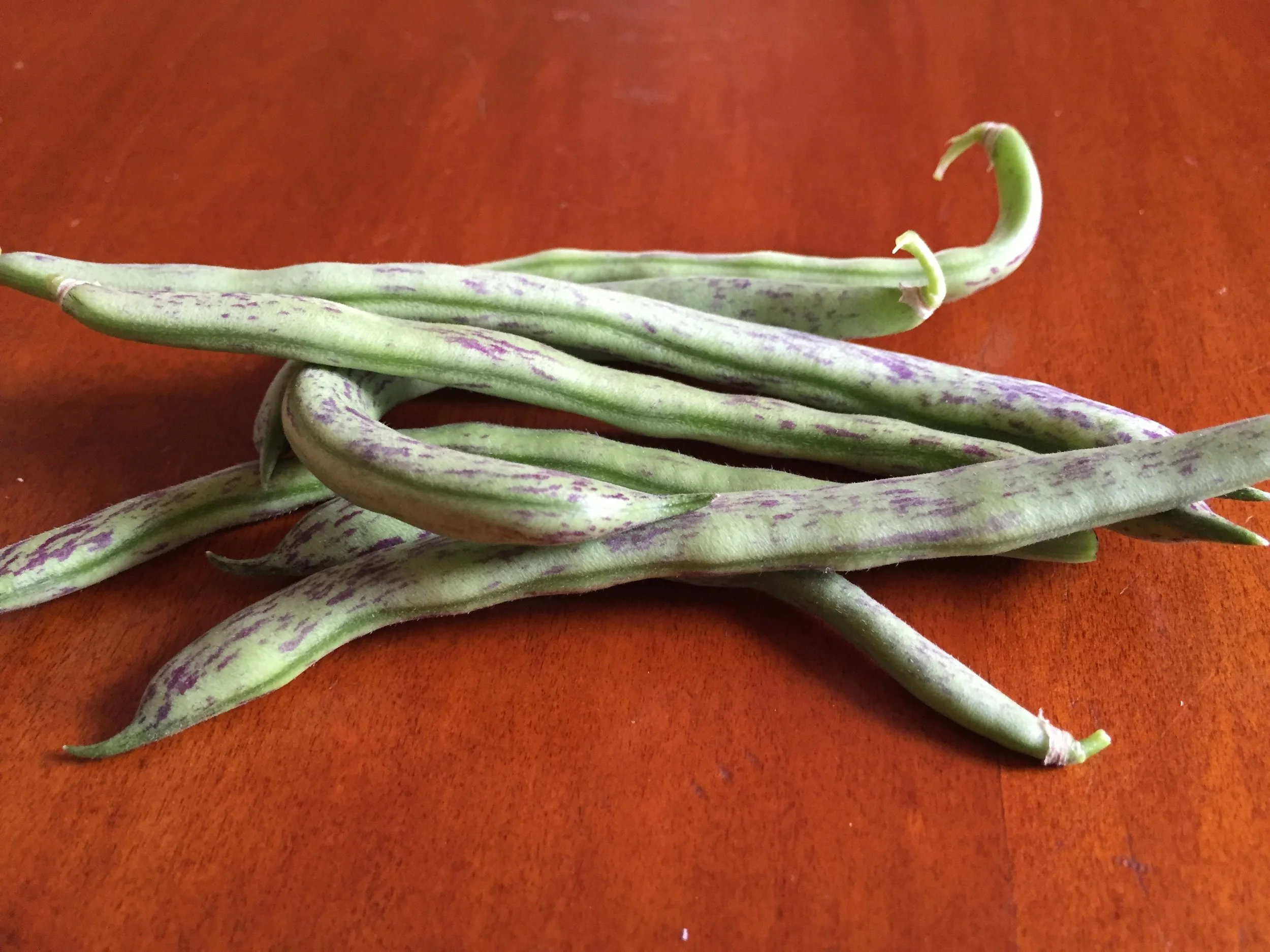 This was my first handful of ripe beans; now they are coming thick and fast and we're having them every other day. I went back to an heirloom that I grew many years ago and loved, and I think I always will stick with this one from now on. The variety is 'Rattlesnake,' and I adore the striping and the taste, which is best when the beans are still very young.