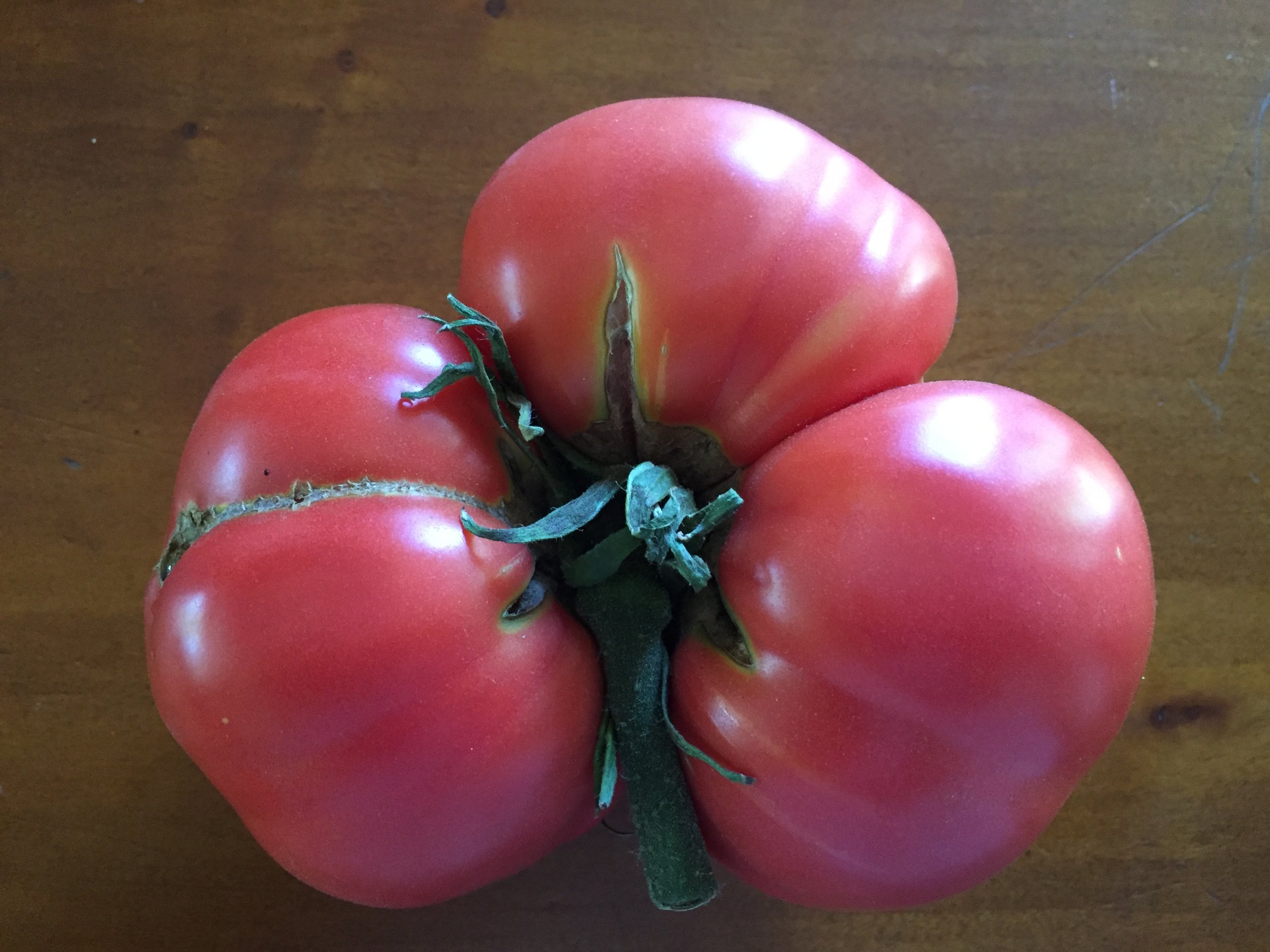 The biggest tomato yet - a variety called 'Dester' - this one is over a pound.