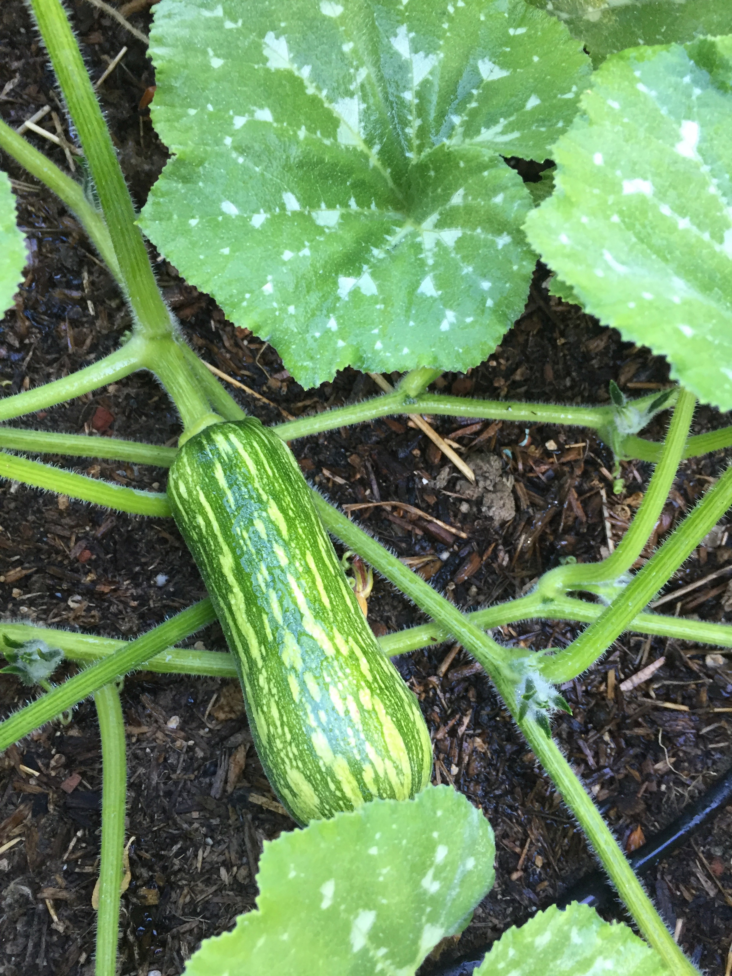 Butternut squash and pumpkins have started fruiting.