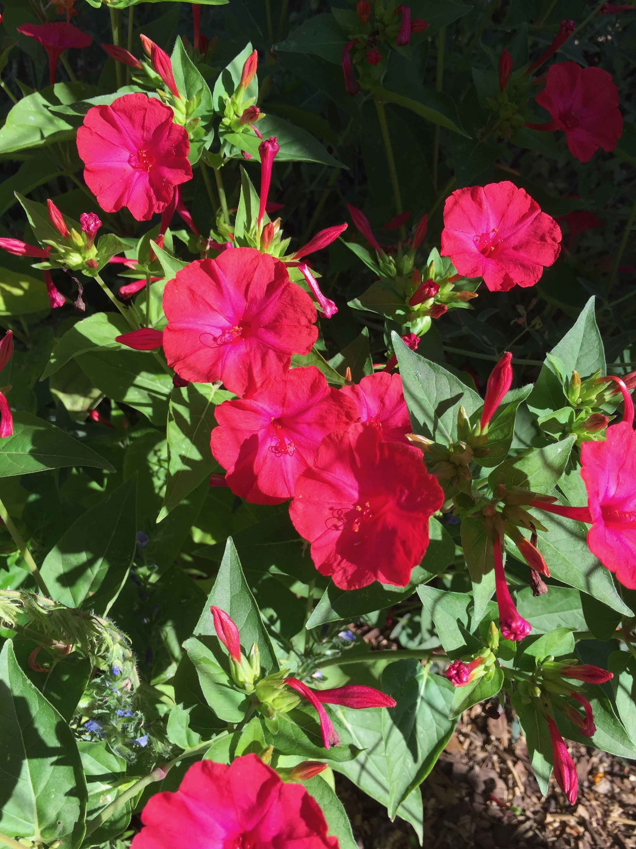 The Four O'Clocks re-seeded and are blooming everywhere at dawn and dusk, lighting up the garden with their neon pink.