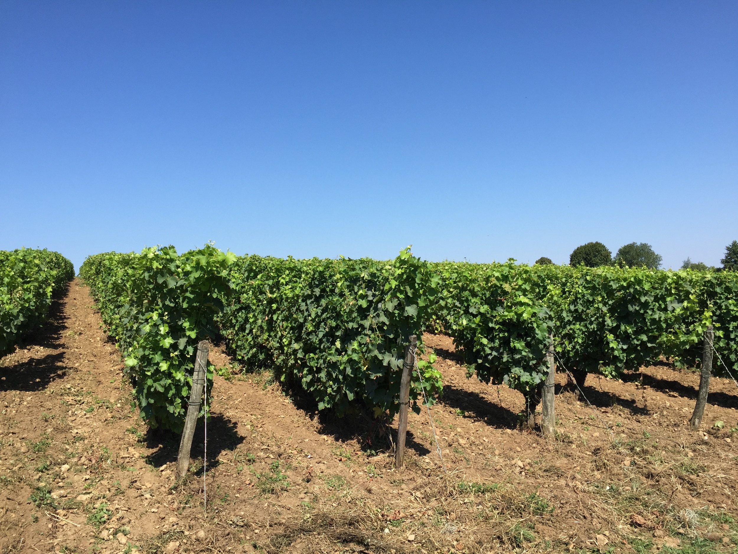 At Domaine de Clos Rousilly, some of the grape vines are in a field above the limestone cellar where the wine is processed