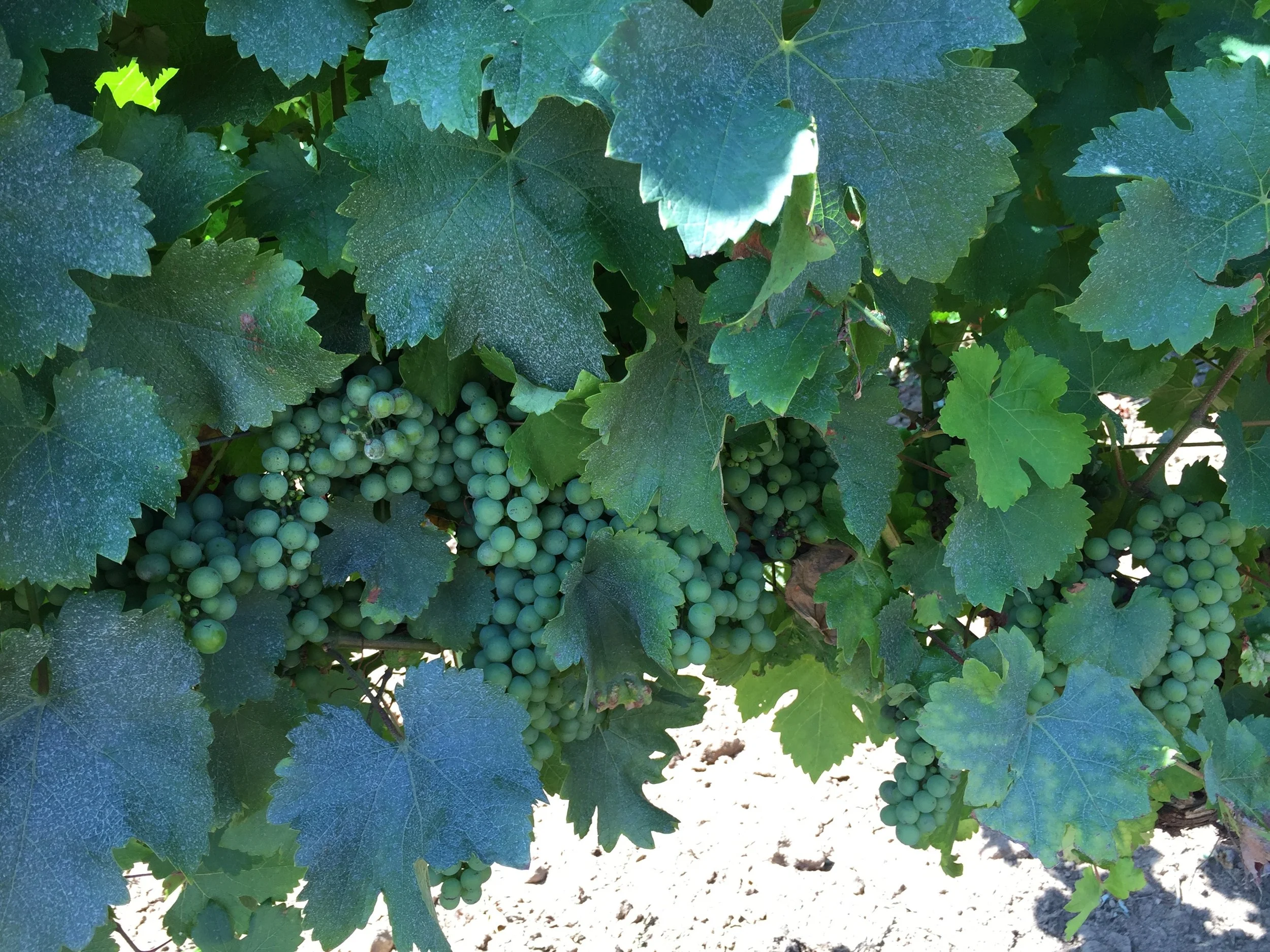 Sauvignon Blanc grapes