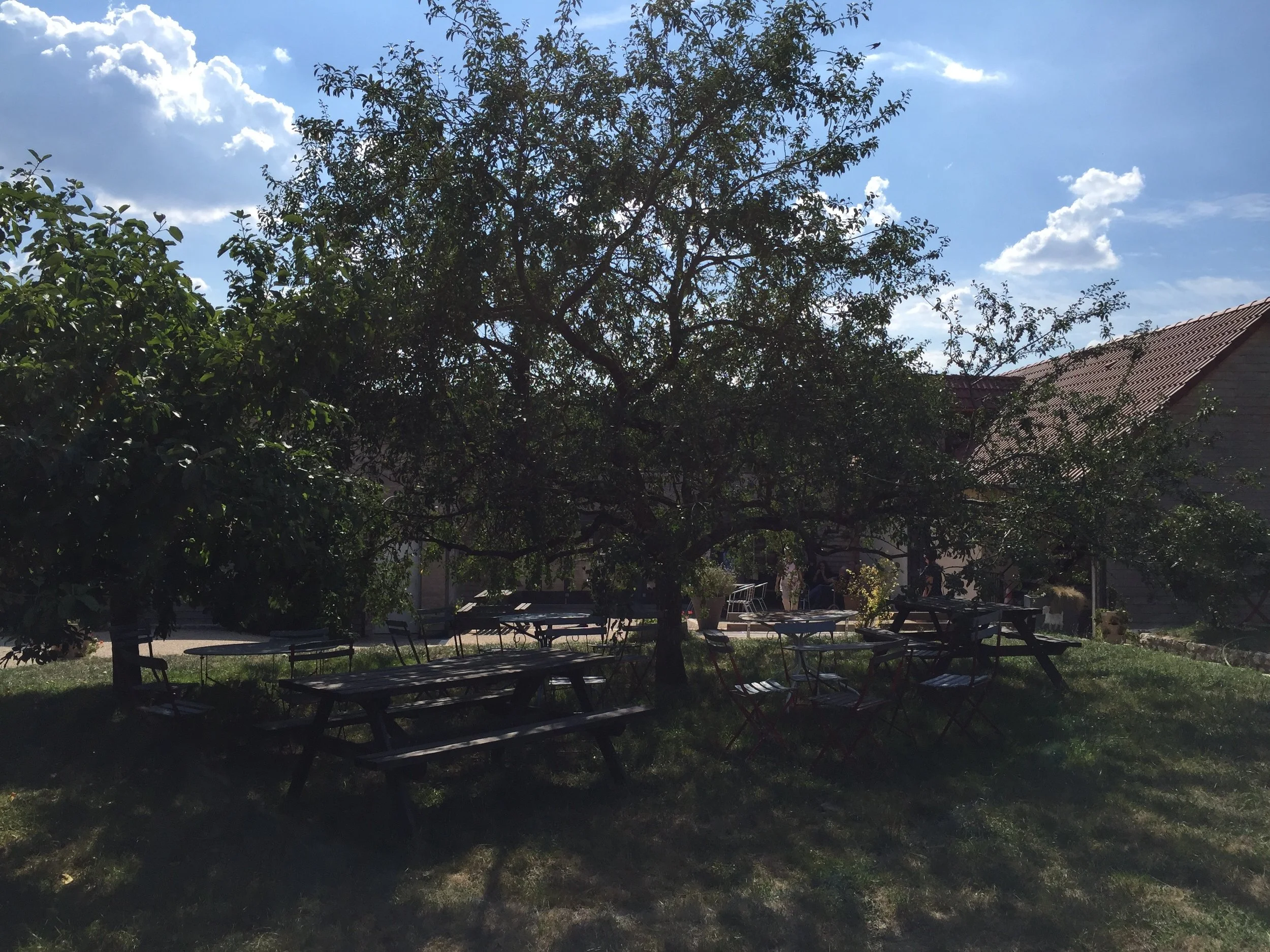 picnic area in front of the farm with beautiful old apple trees