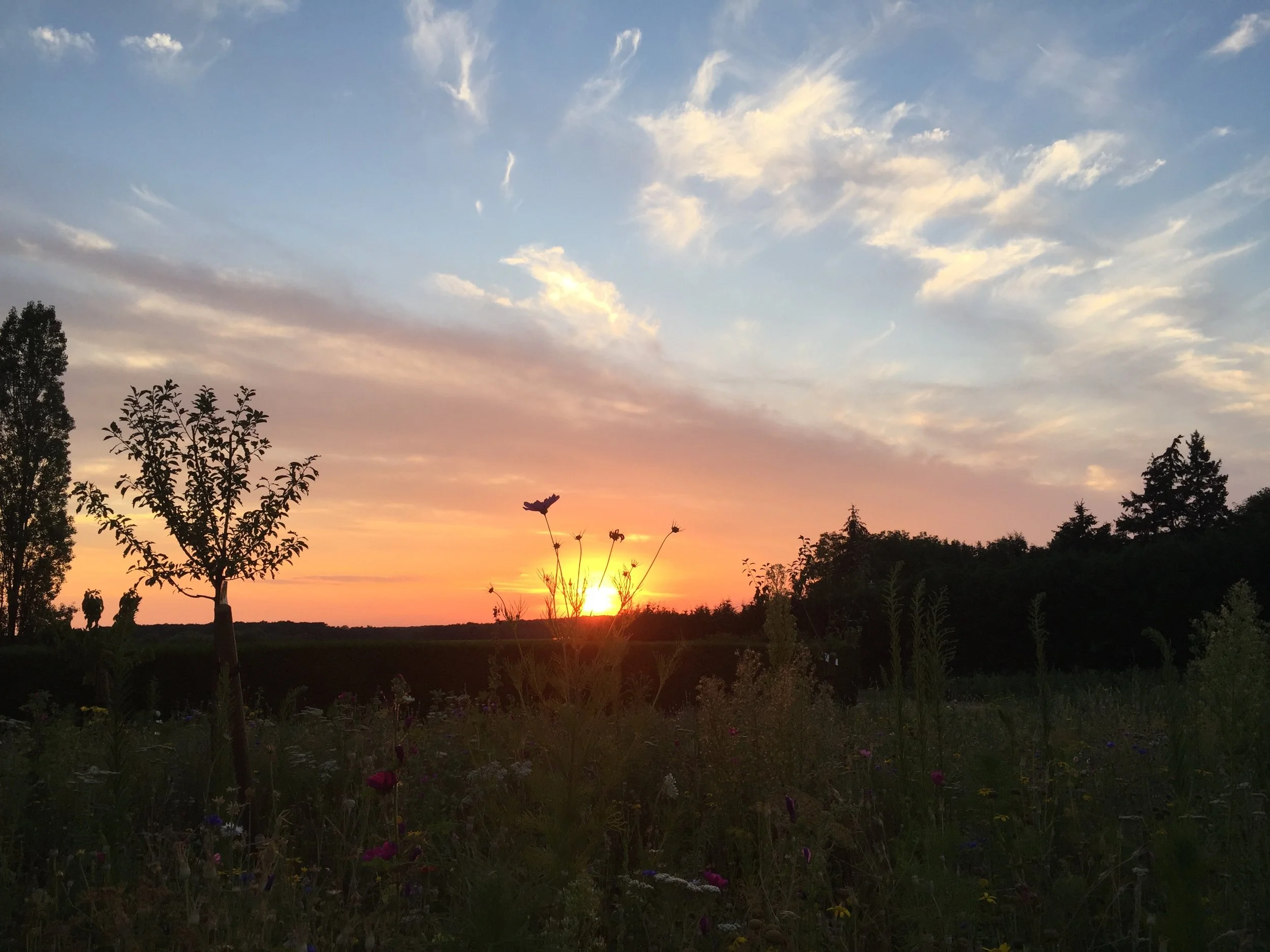 sunset from the garden