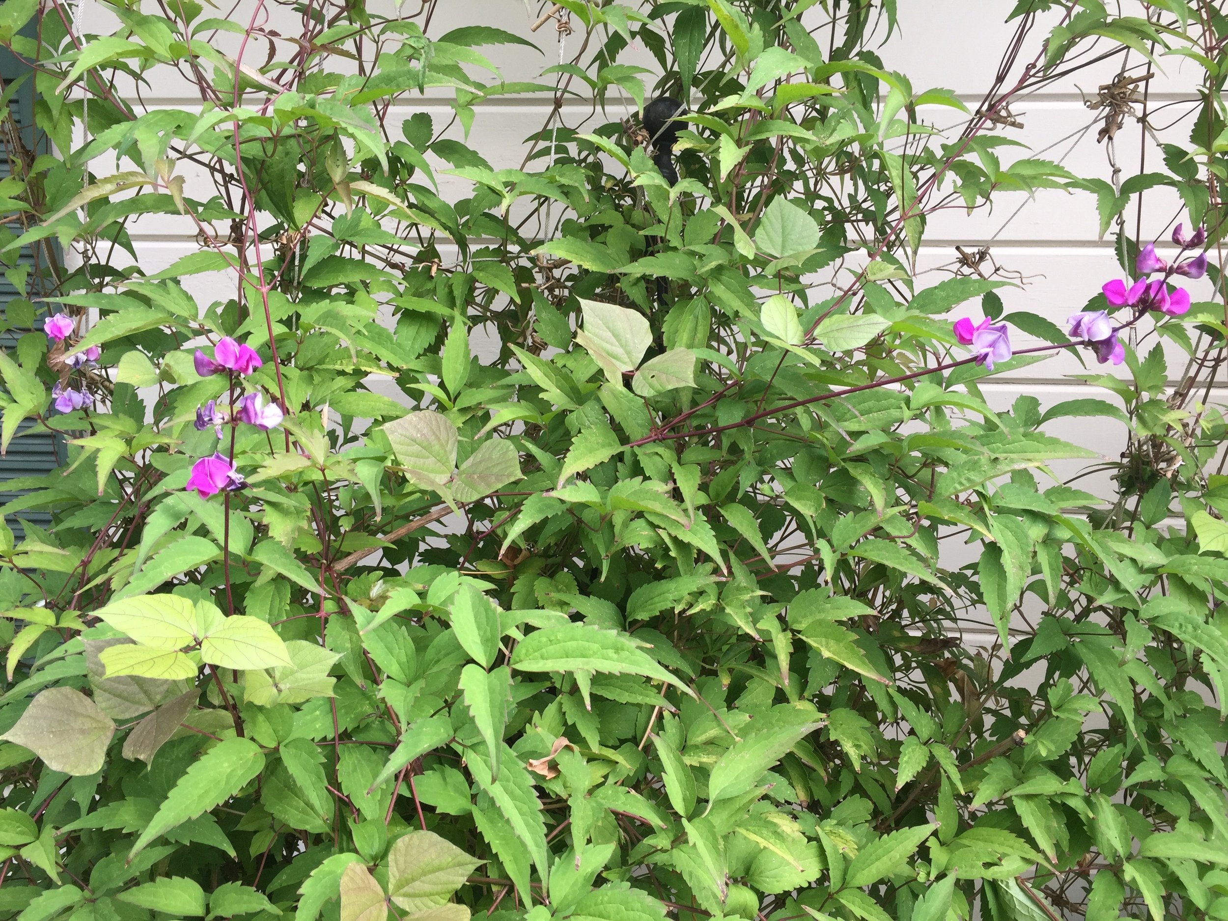 Purple Hyacinth Bean Poppy Corners Urban Farm