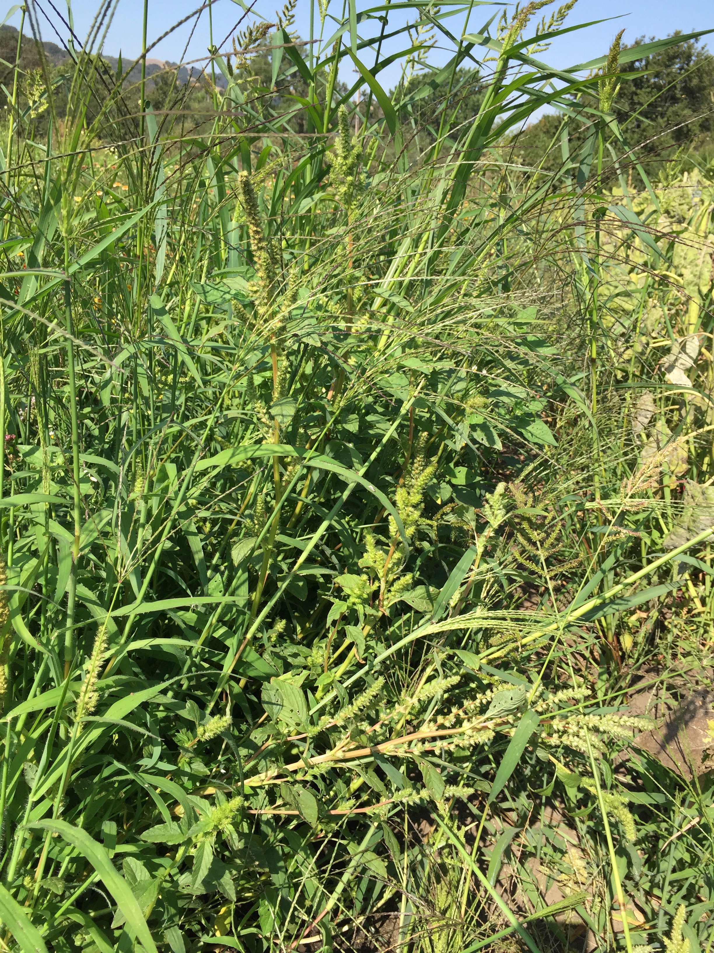 You can't even see the oregano through these weeds. 