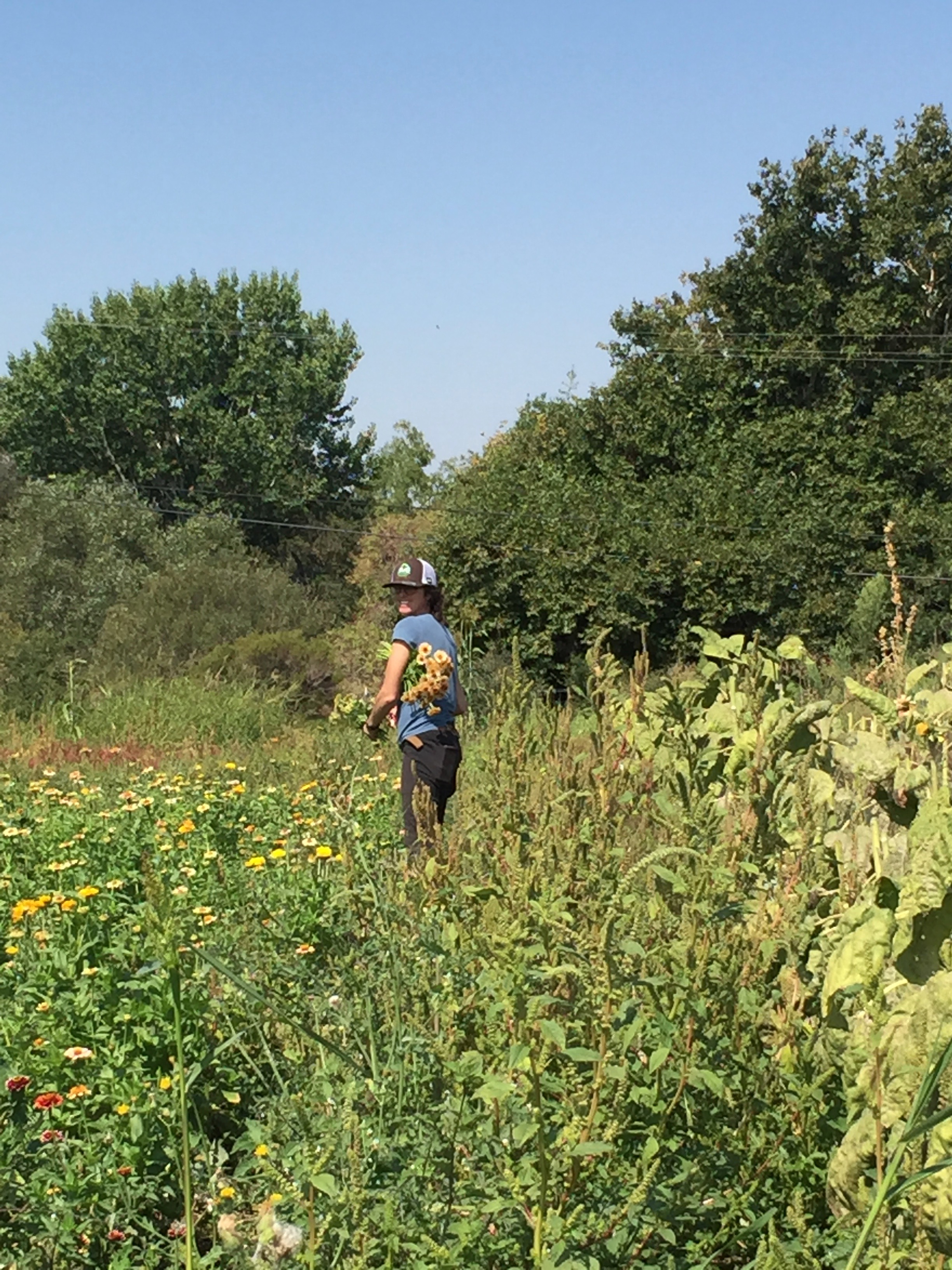 I looked up from my task to take this photo of Joanna, the owner, harvesting flowers. 