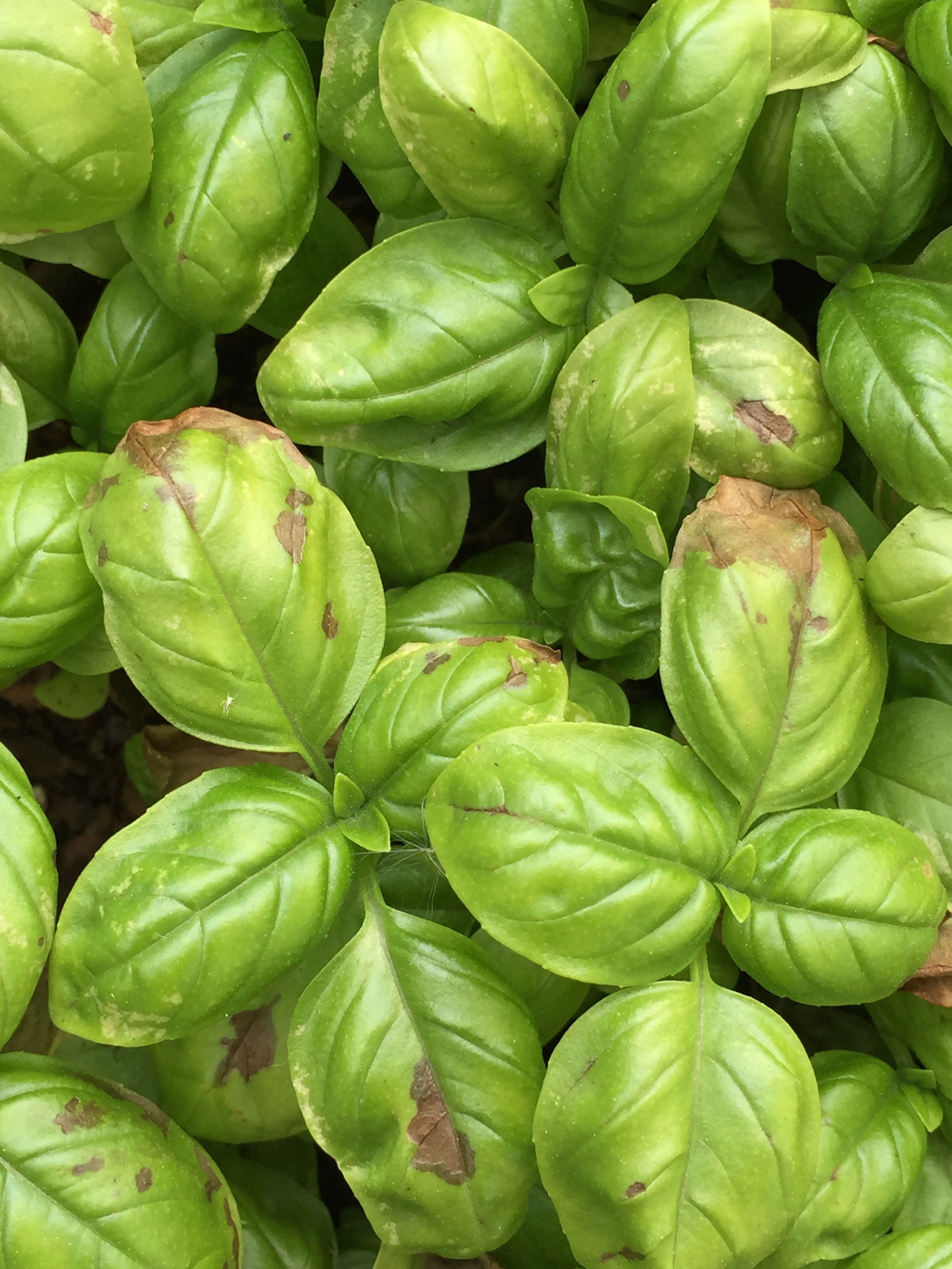 the cold nights are taking their toll on the basil