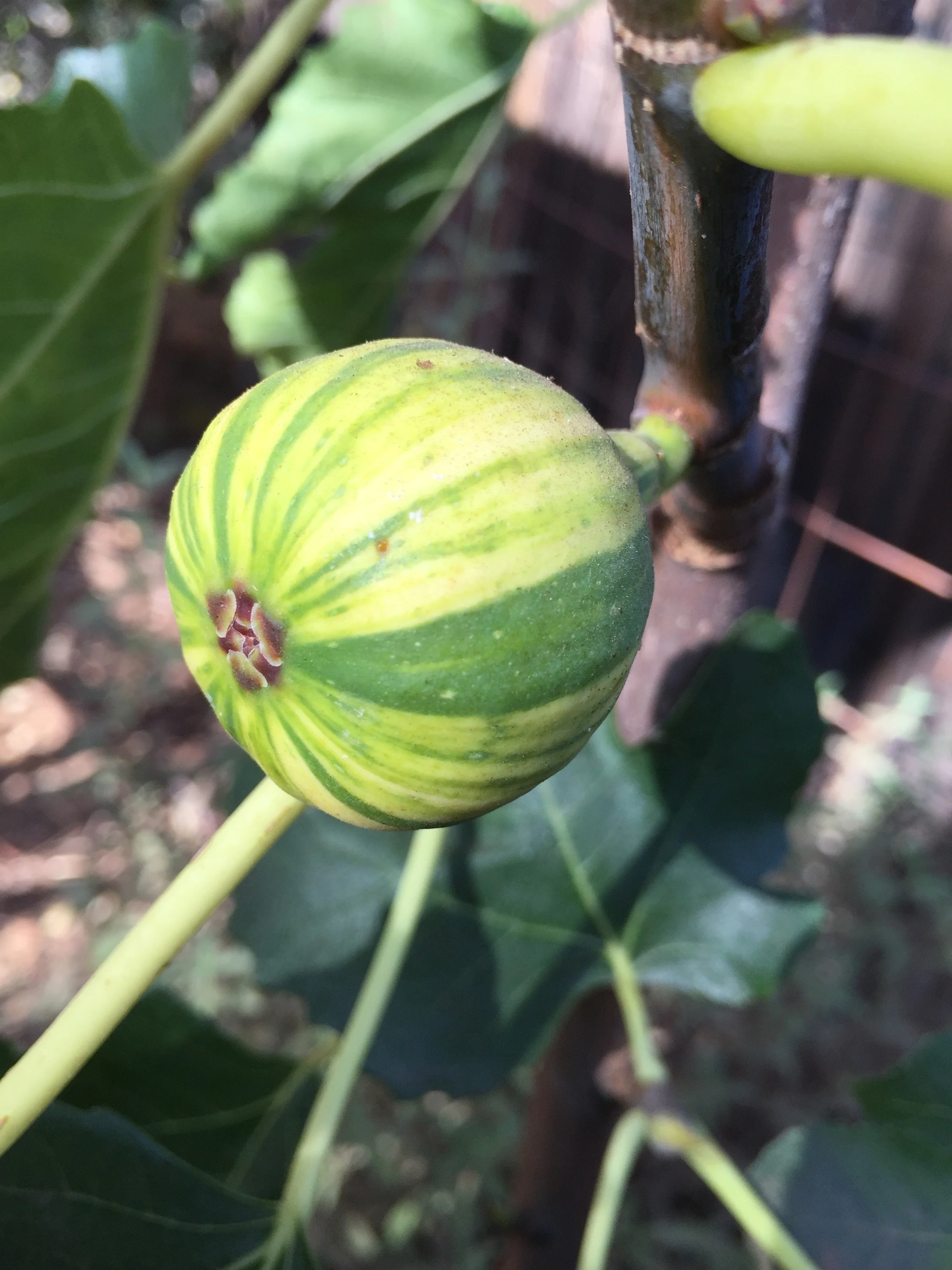 ‘Panache’ fig