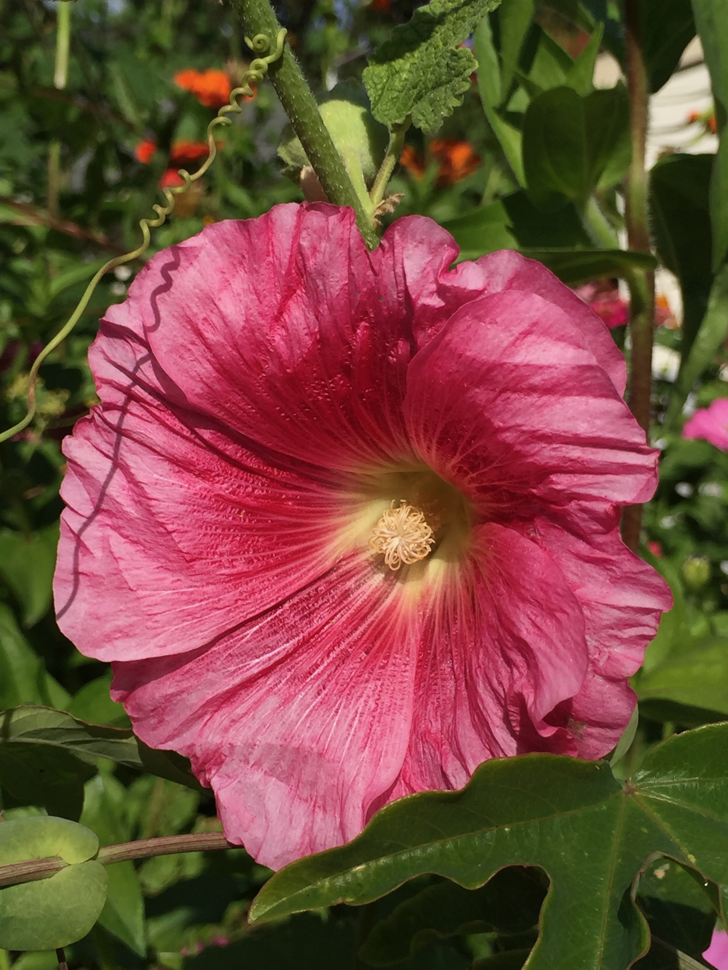 Hollyhocks giving some gorgeous last blooms