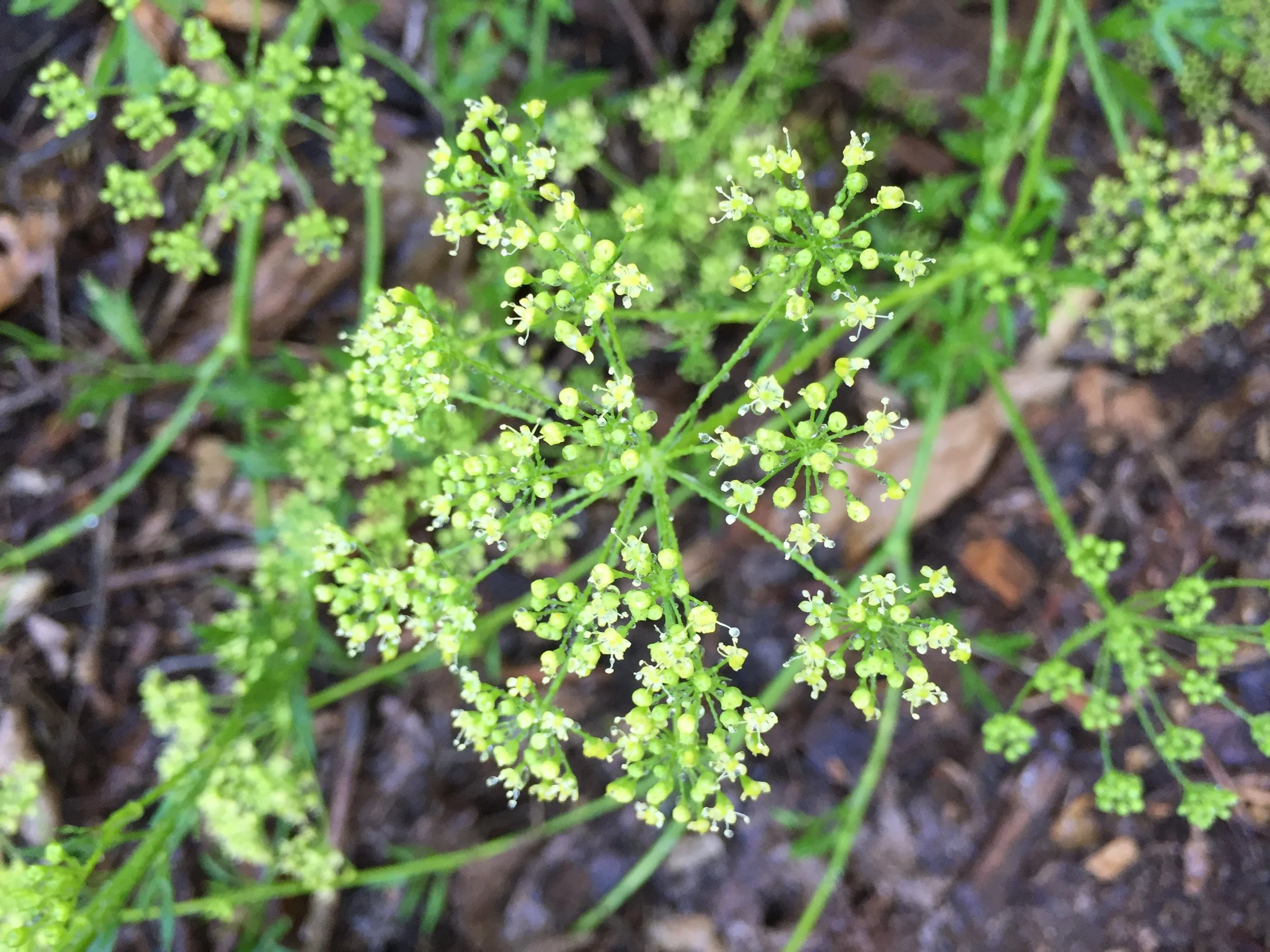 Bishop’s Lace