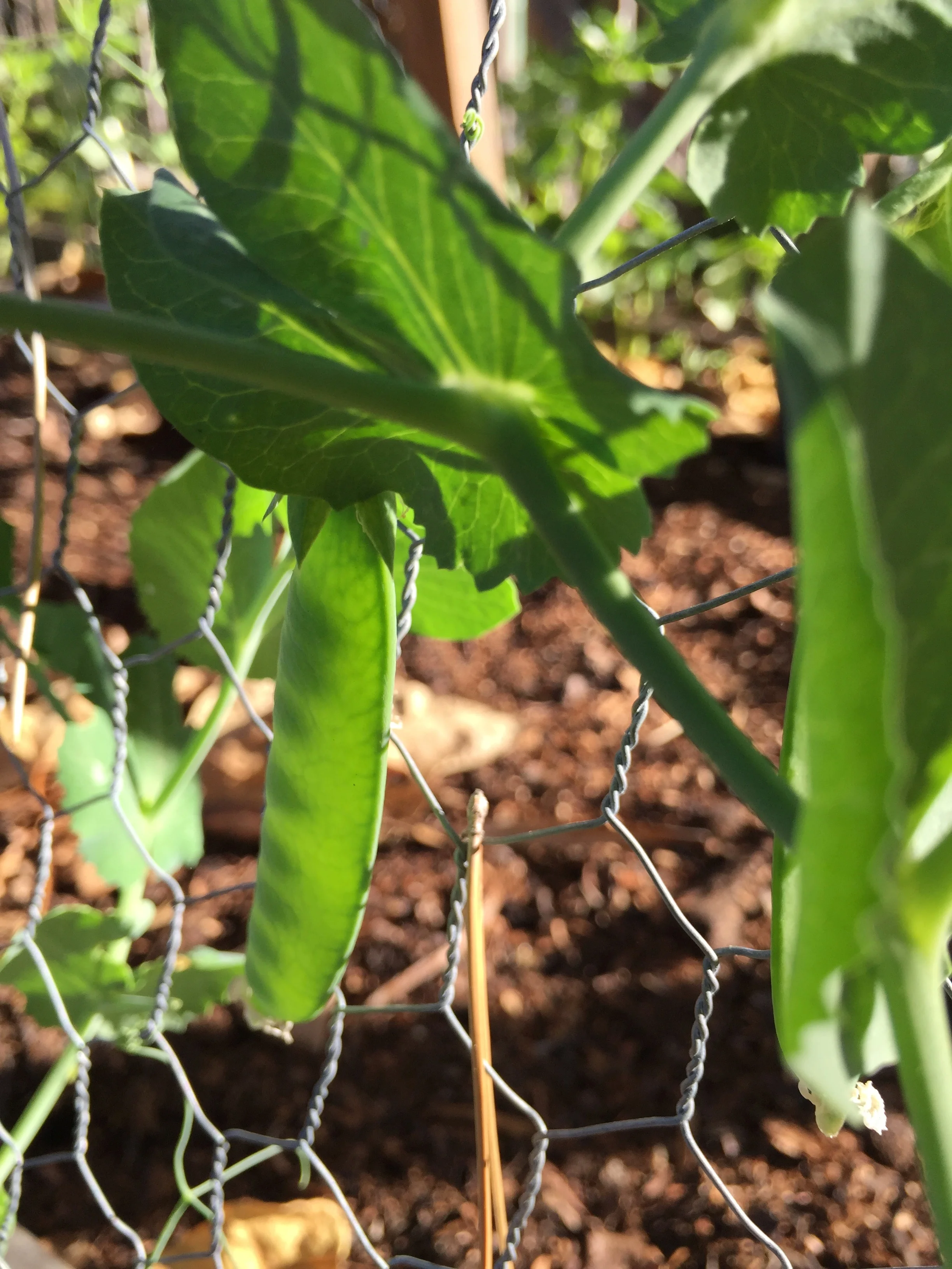 Shelling Peas
