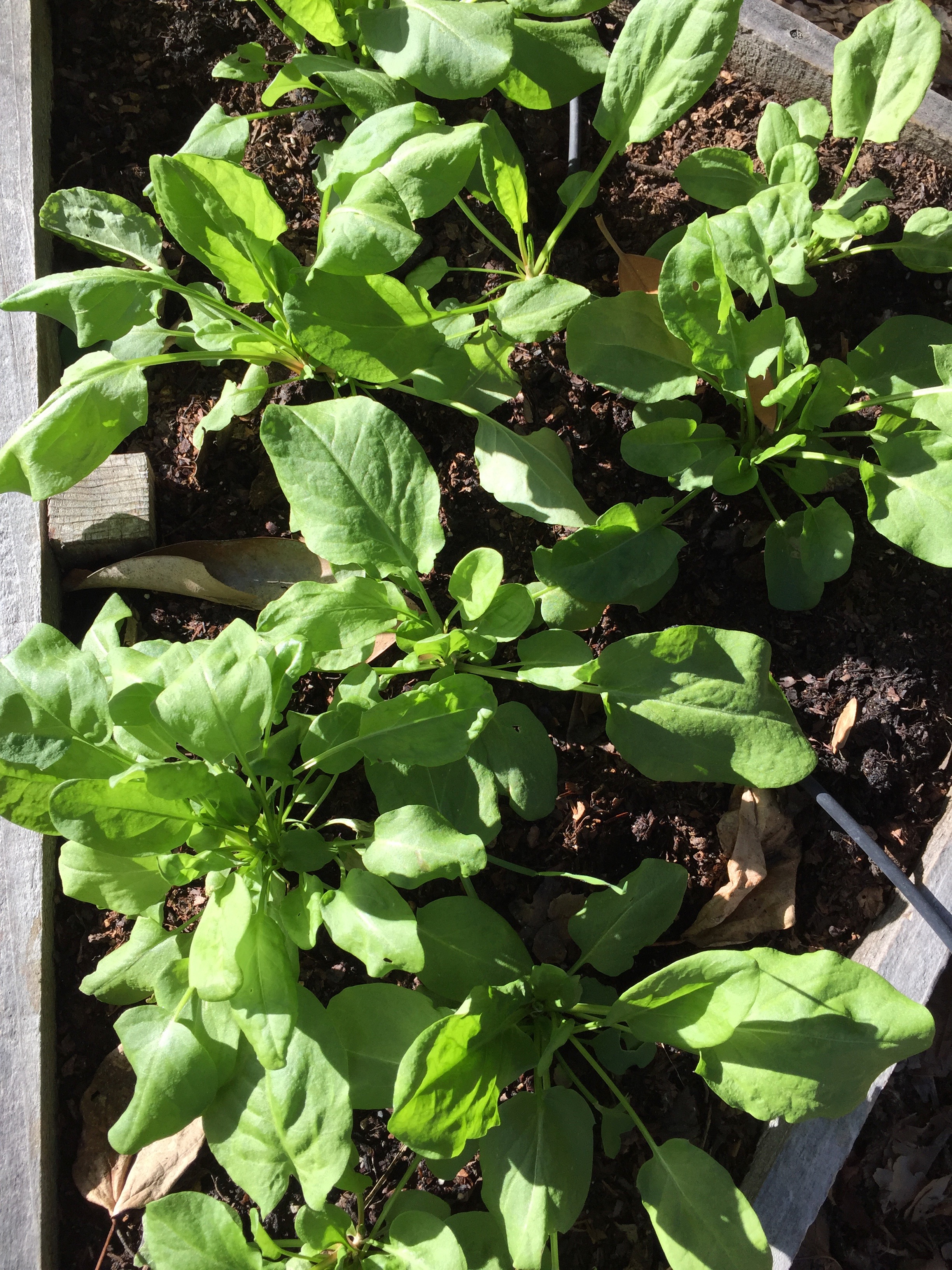 Sorrel