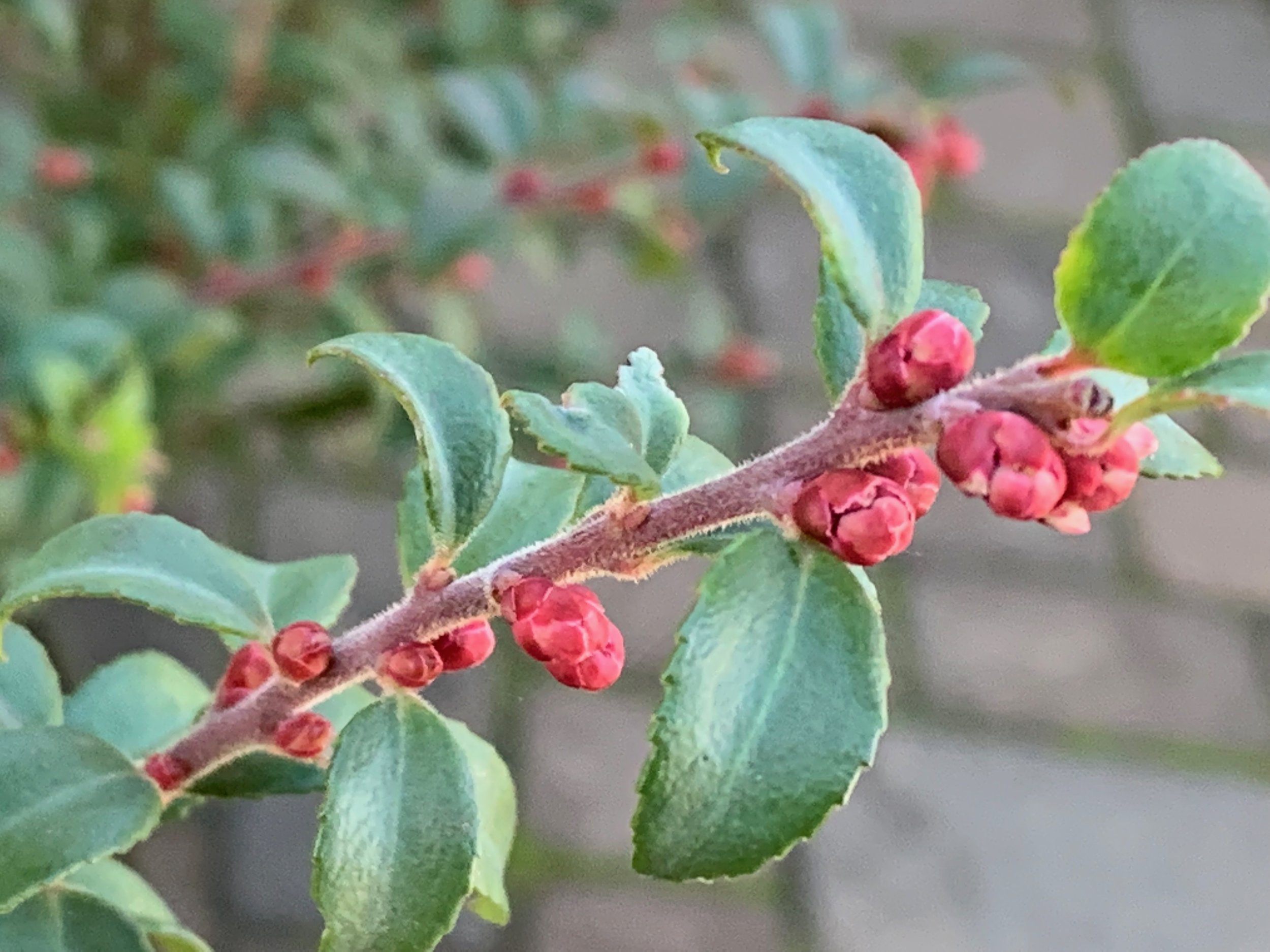 Huckleberry