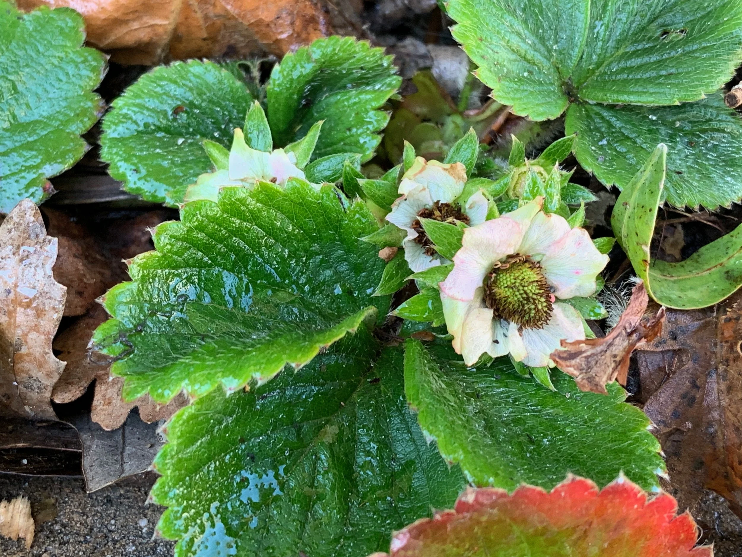 Strawberry