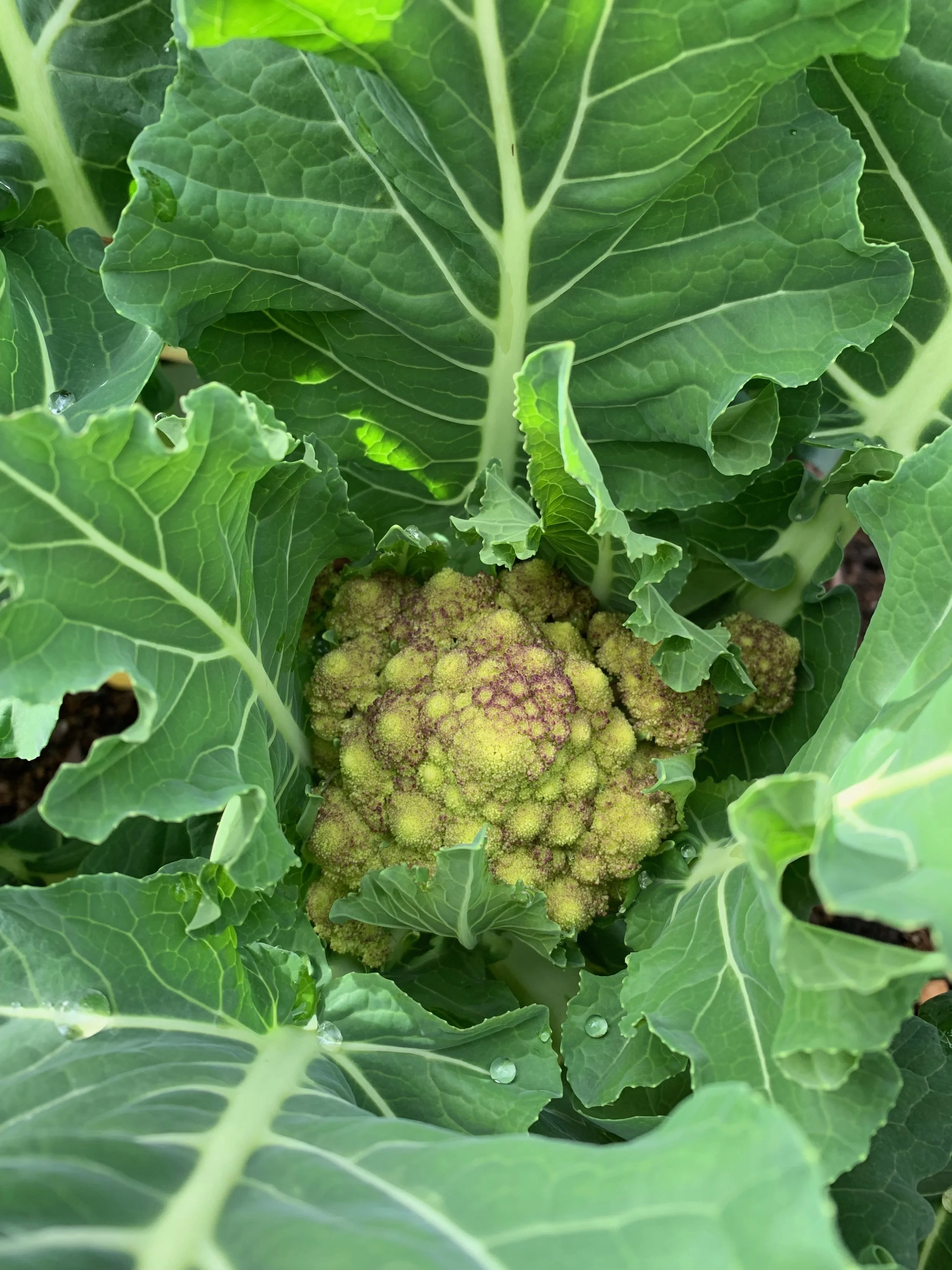 Cauliflower starting to head up in our garden - this is the Romenesco kind.