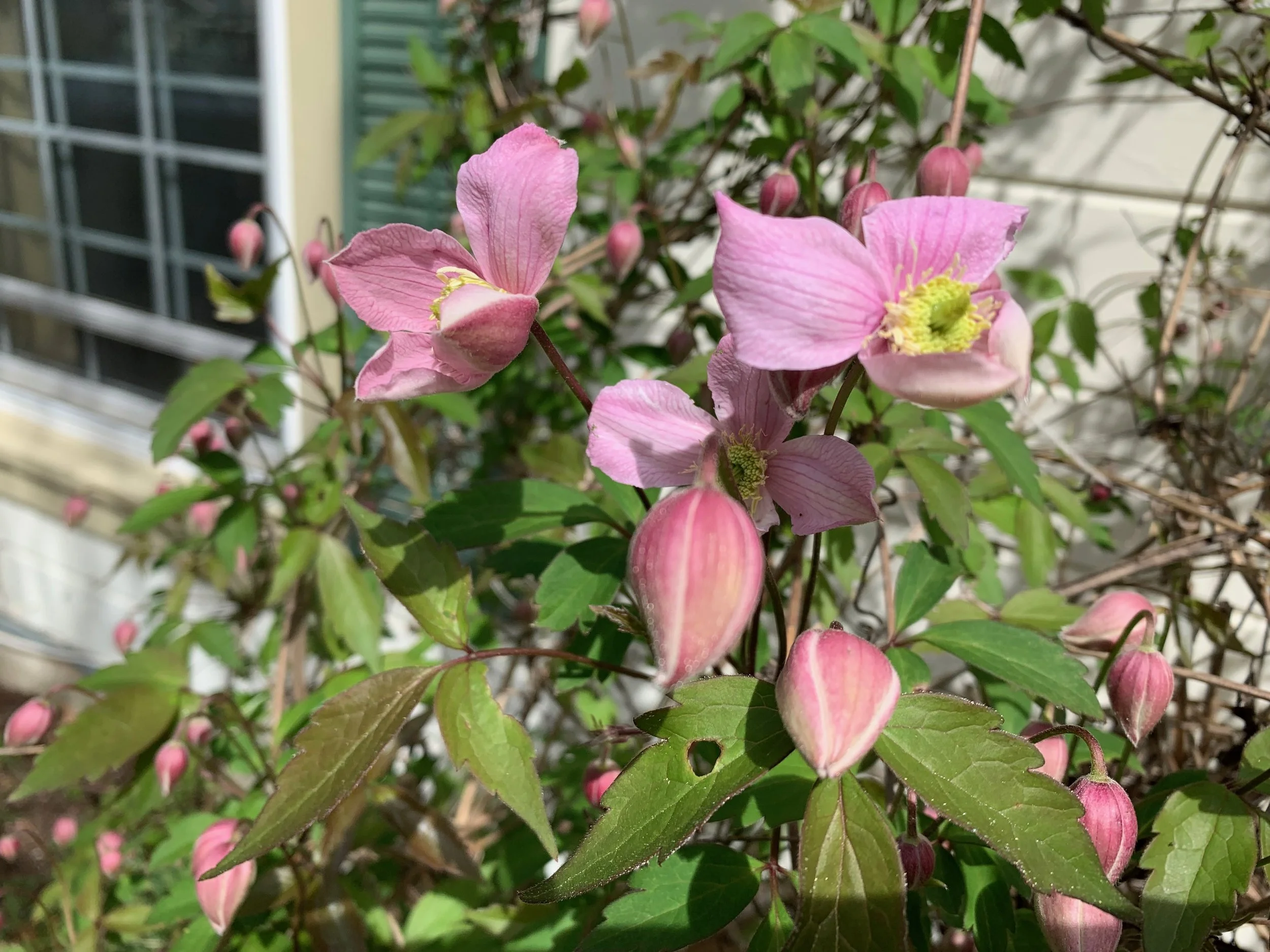 clematis
