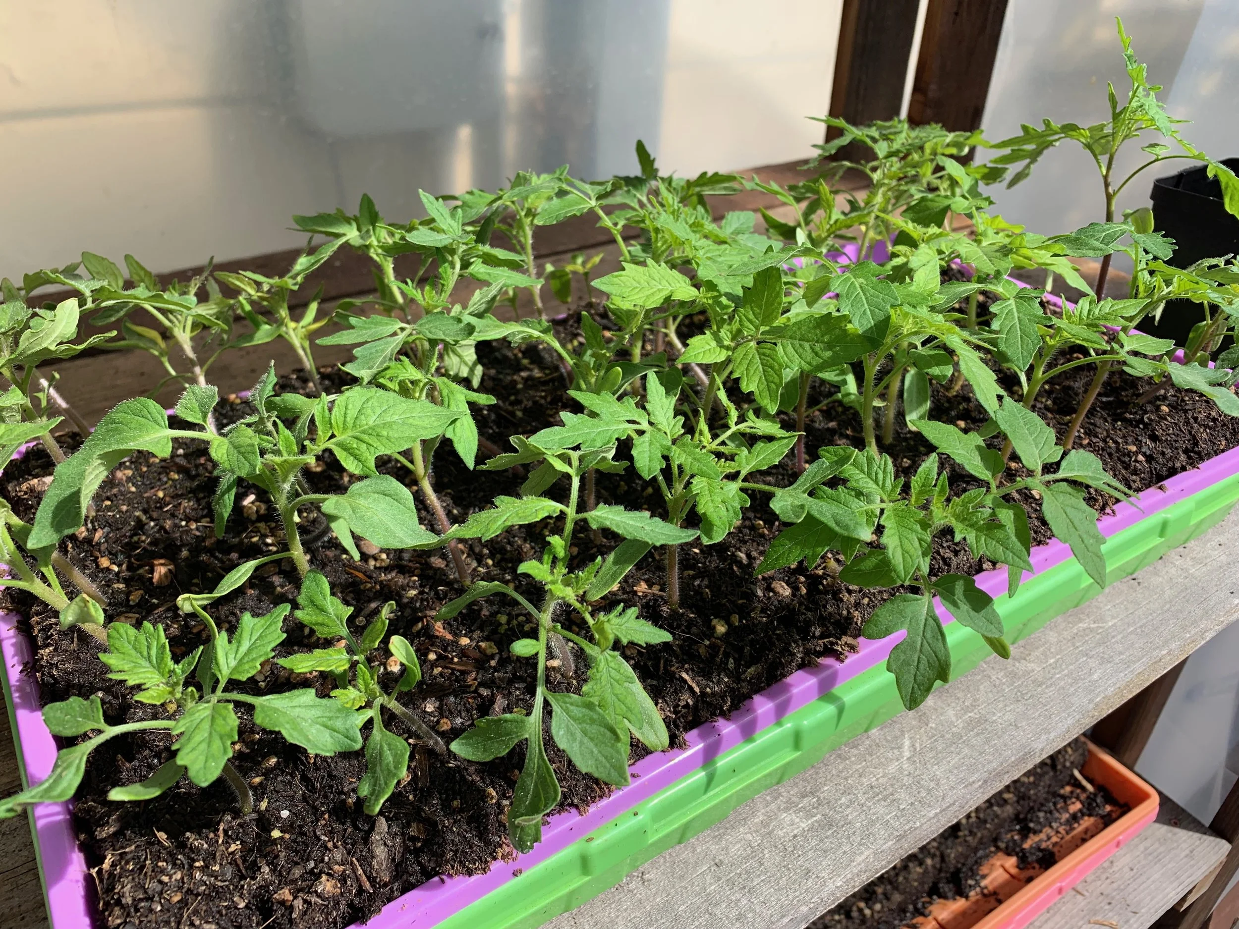 tomato seedlings