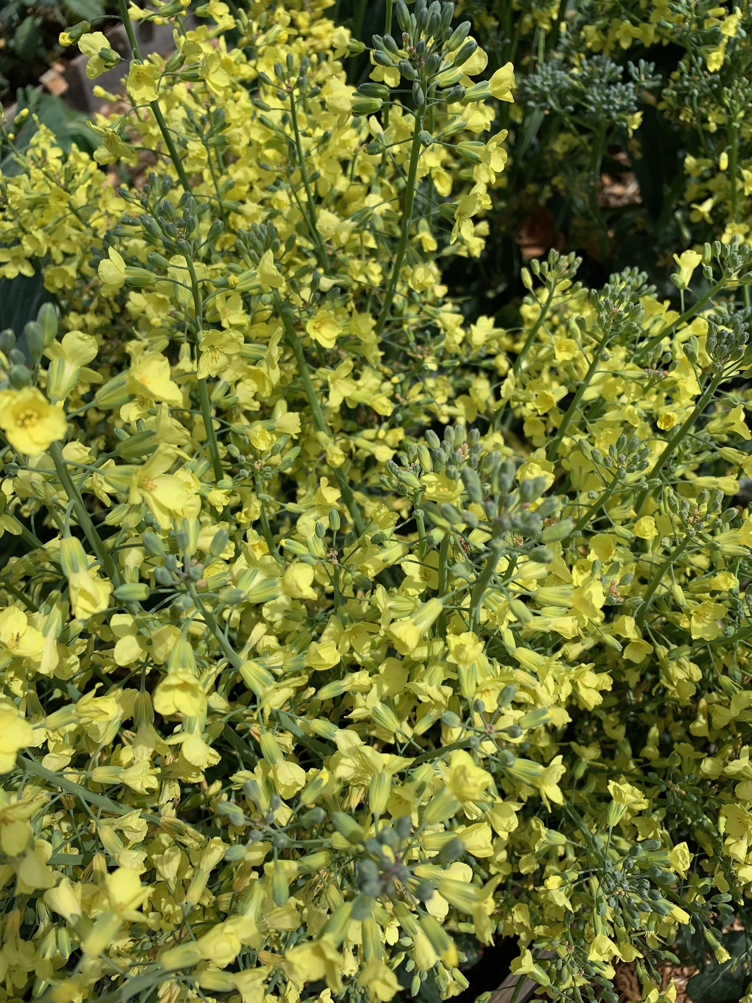 broccoli flowers