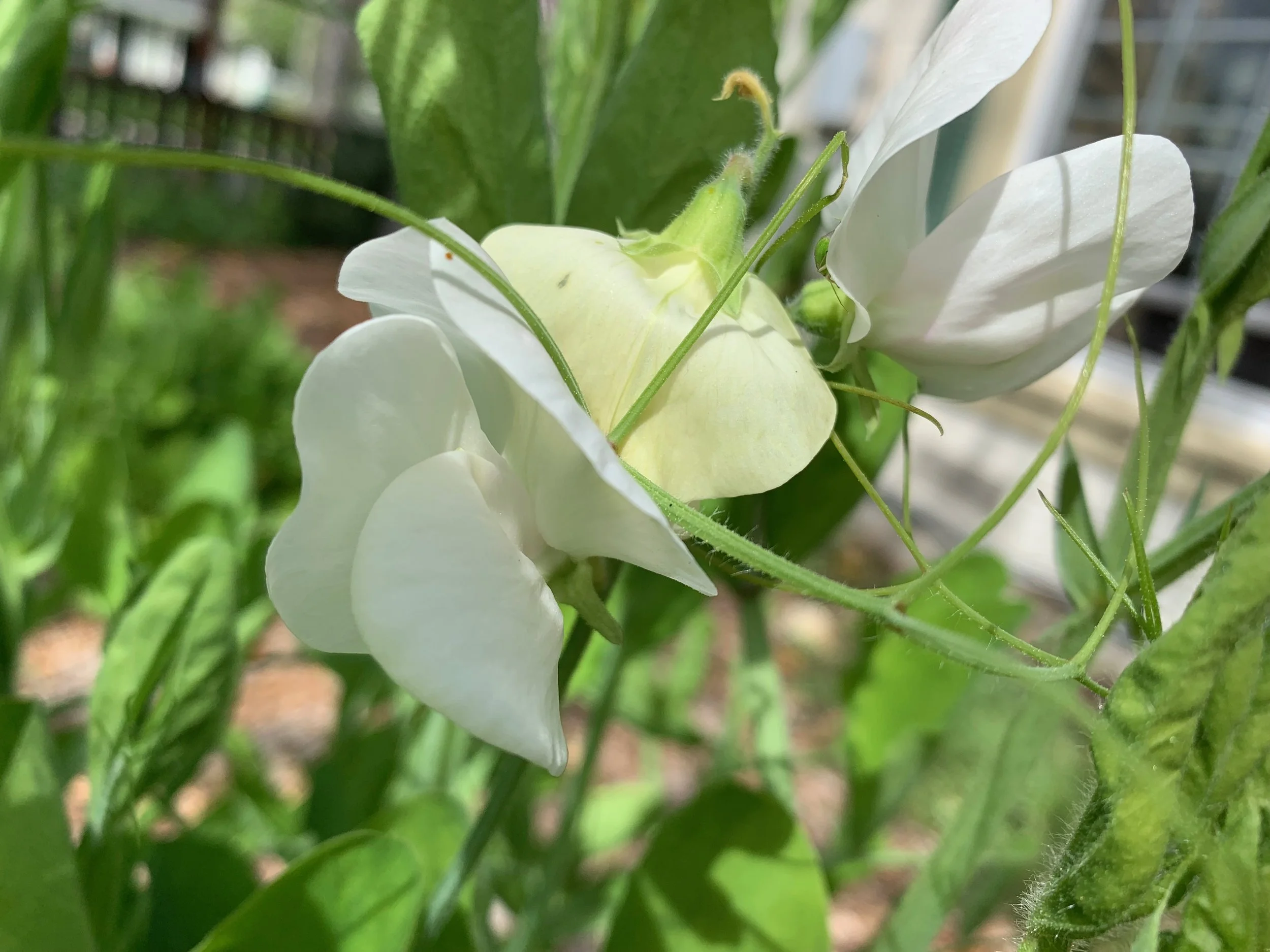 fragrant sweet peas