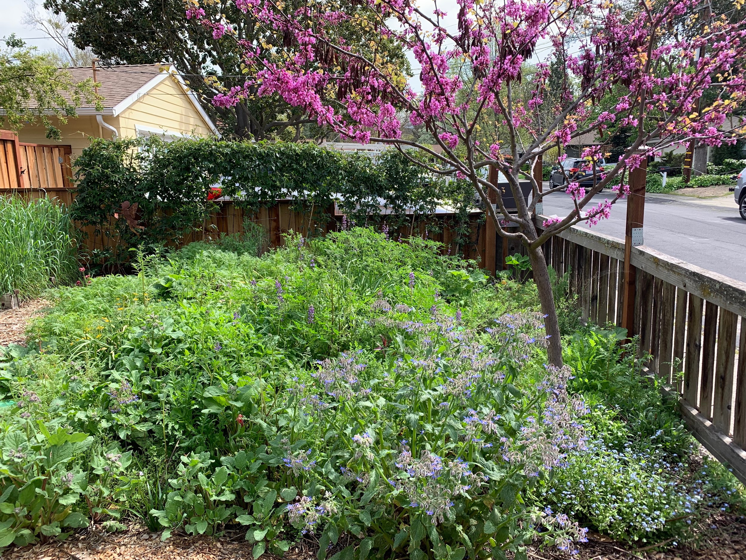 The pollinator garden just about to burst. Redbud, lupine, borage, five spot, forget-me-not, and soon to be covered with phacelia.