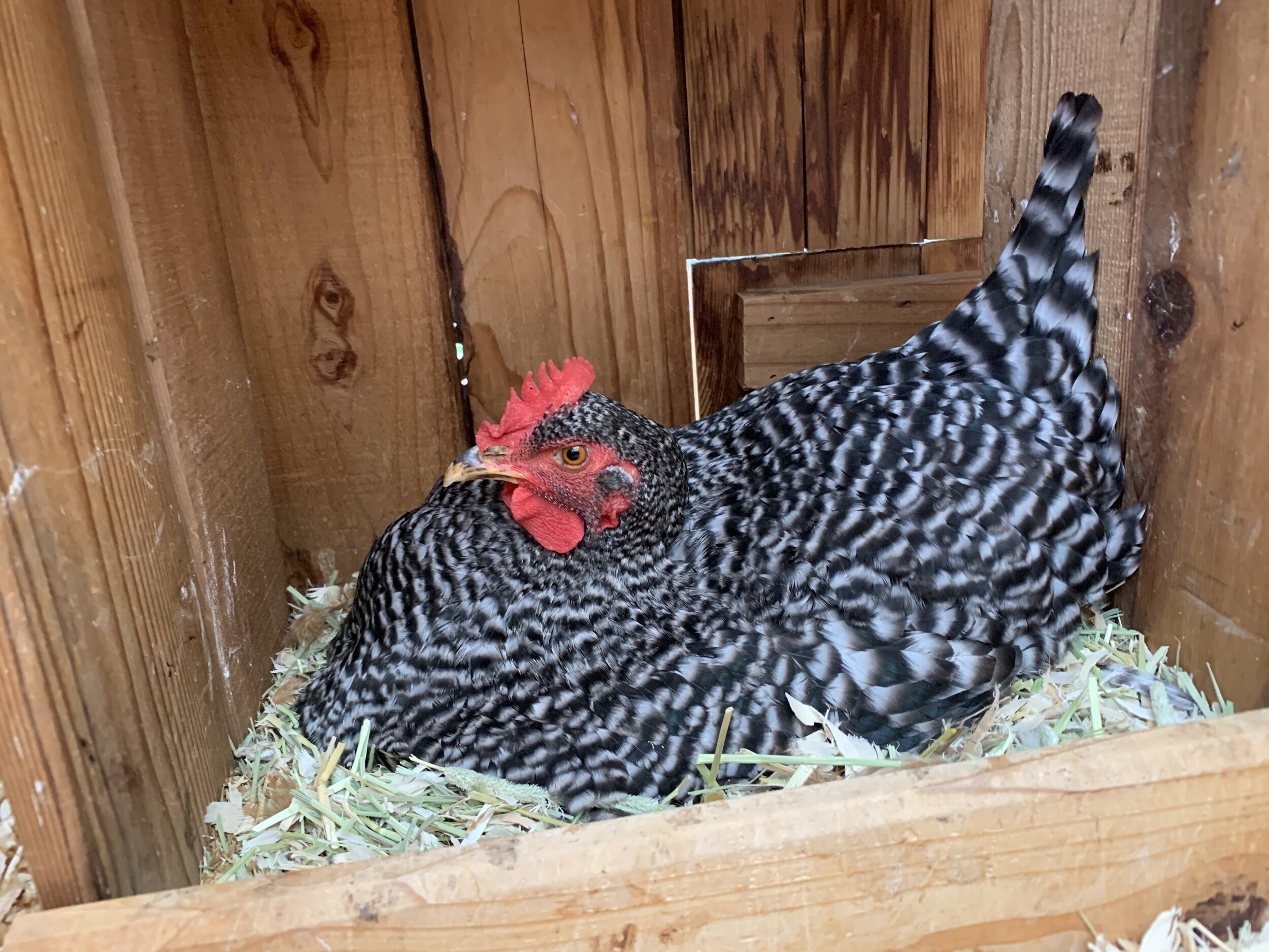 How to Break a Broody Hen - Backyard Poultry