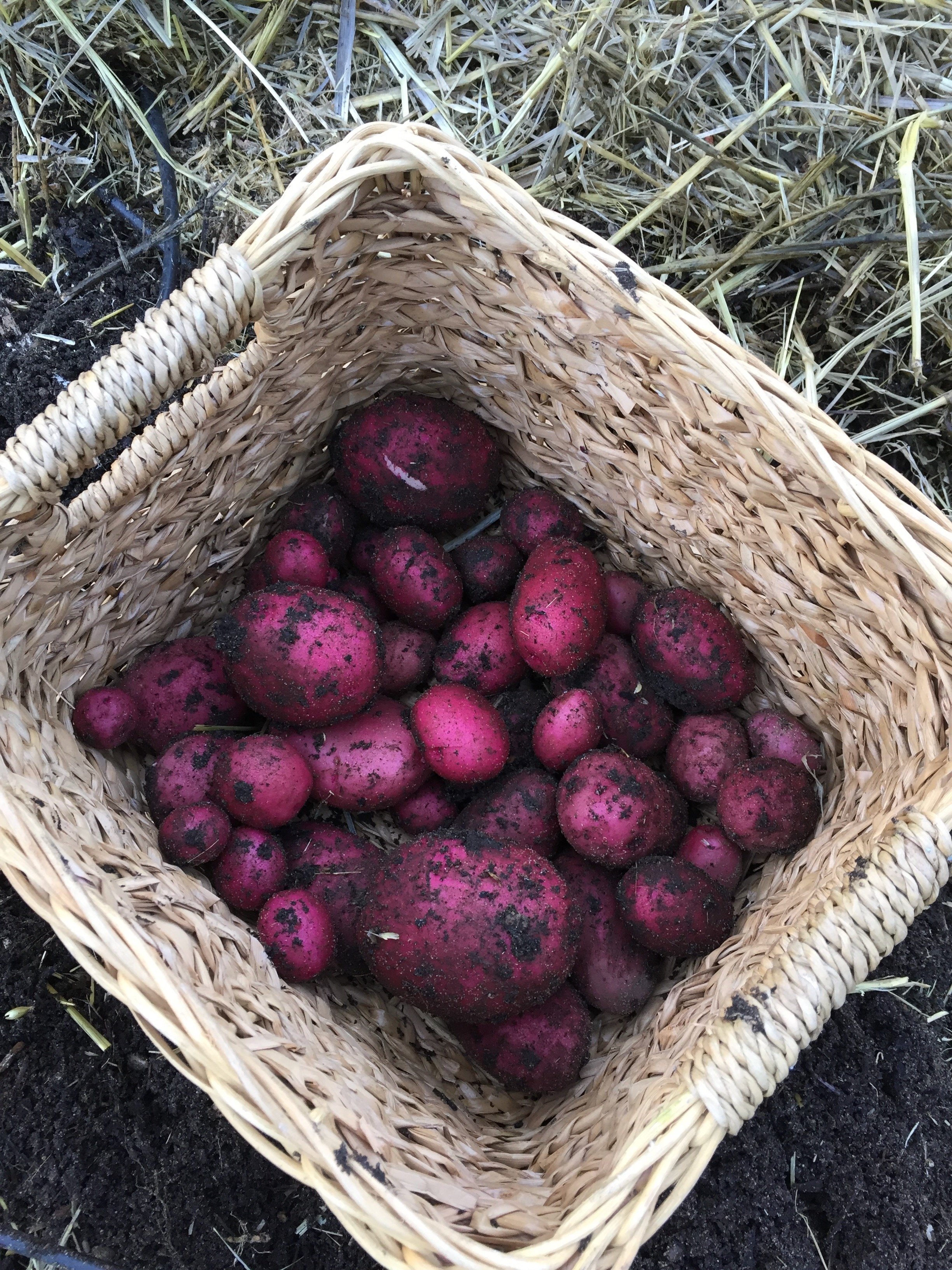 Dutch Red Shallot Garlic  Filaree Organic Seed Farm